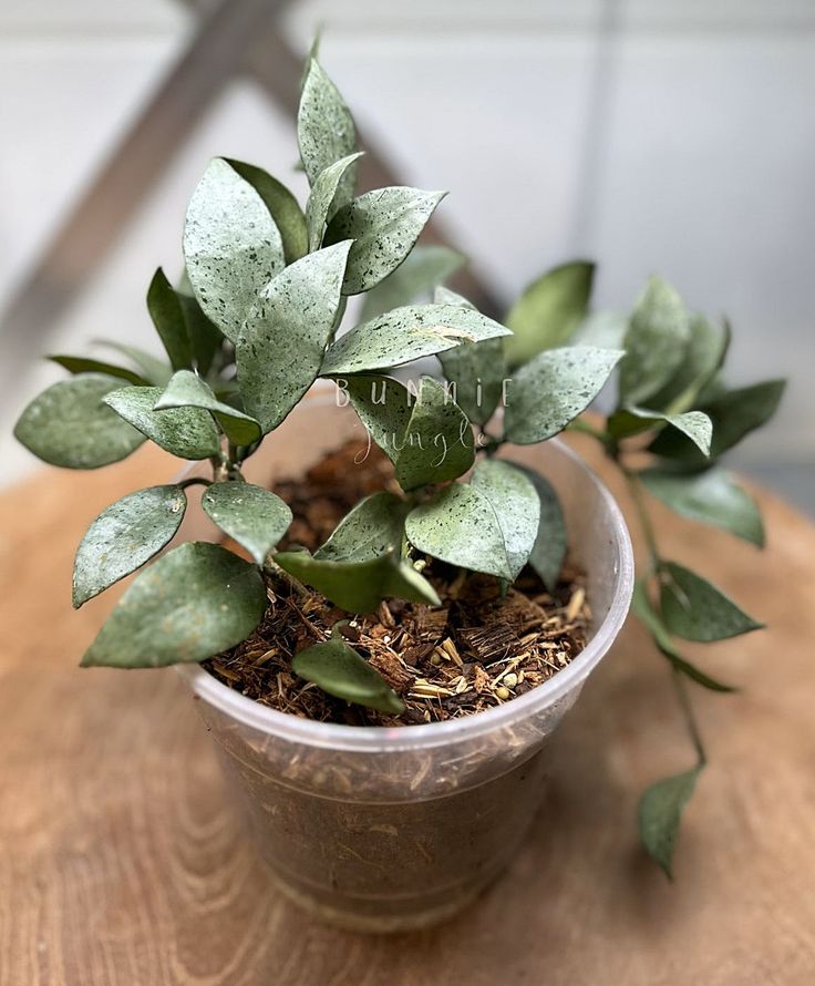 Hoya Lacunosa Silver