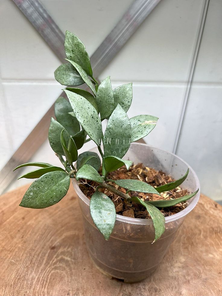 Hoya Lacunosa Silver
