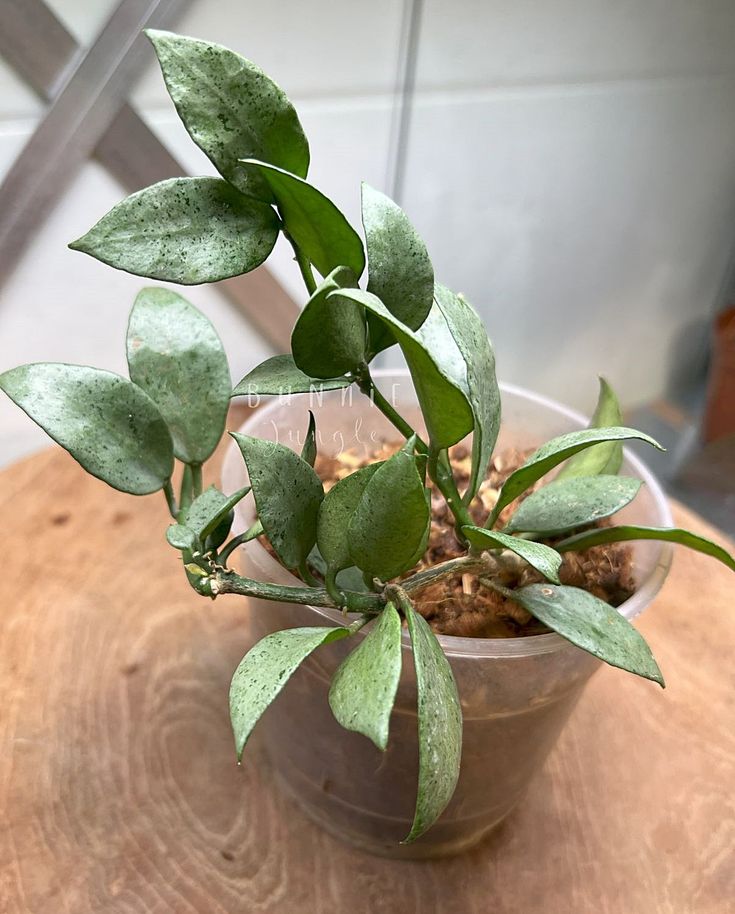 Hoya Lacunosa Silver