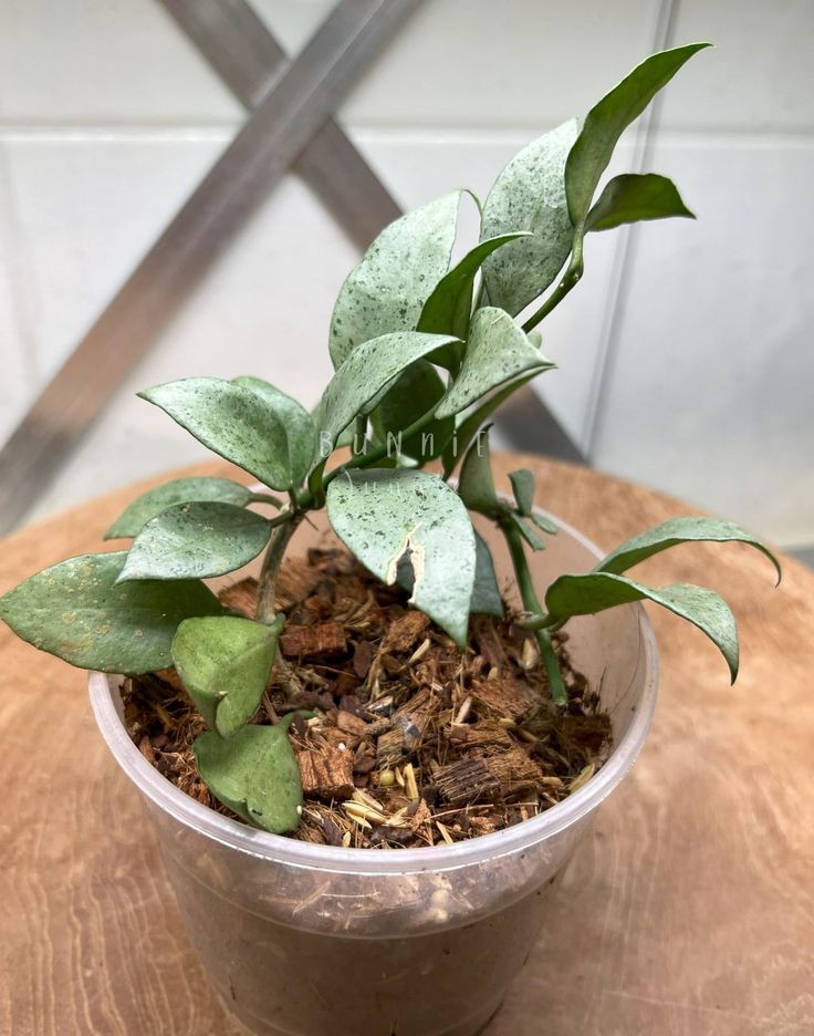 Hoya Lacunosa Silver