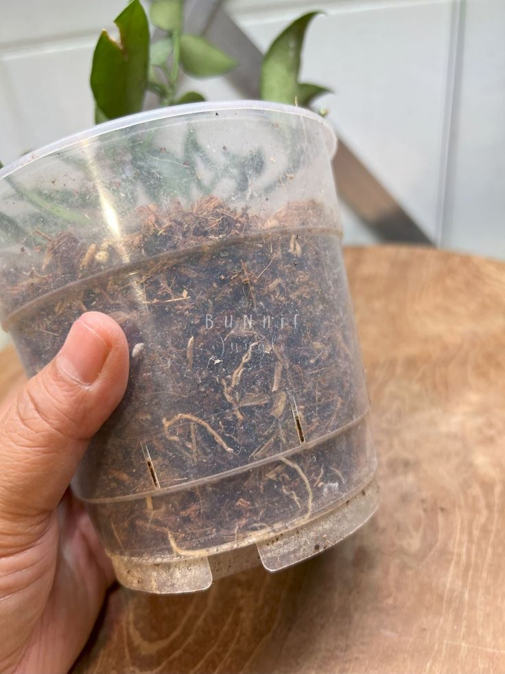 Hoya Lacunosa Silver