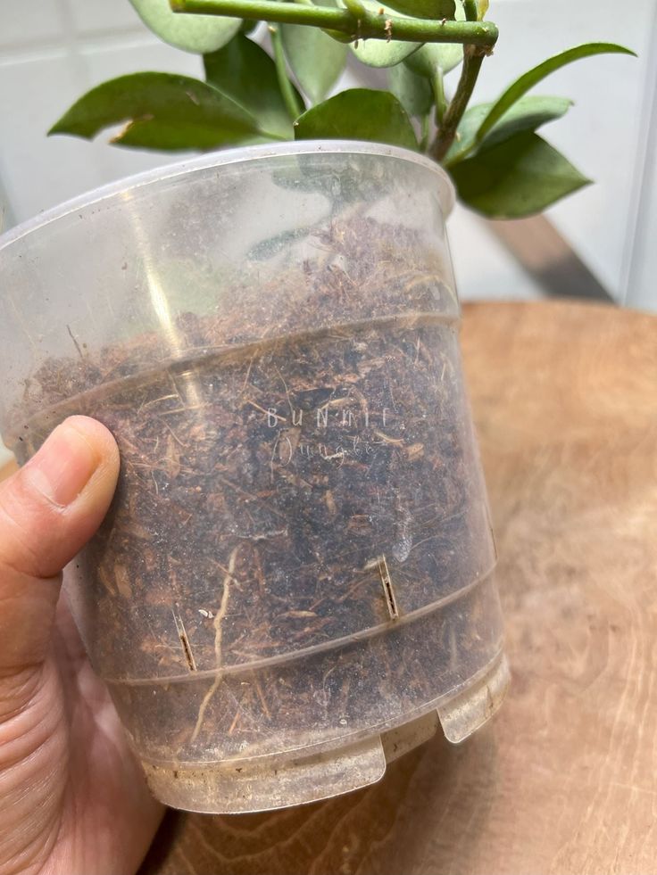 Hoya Lacunosa Silver