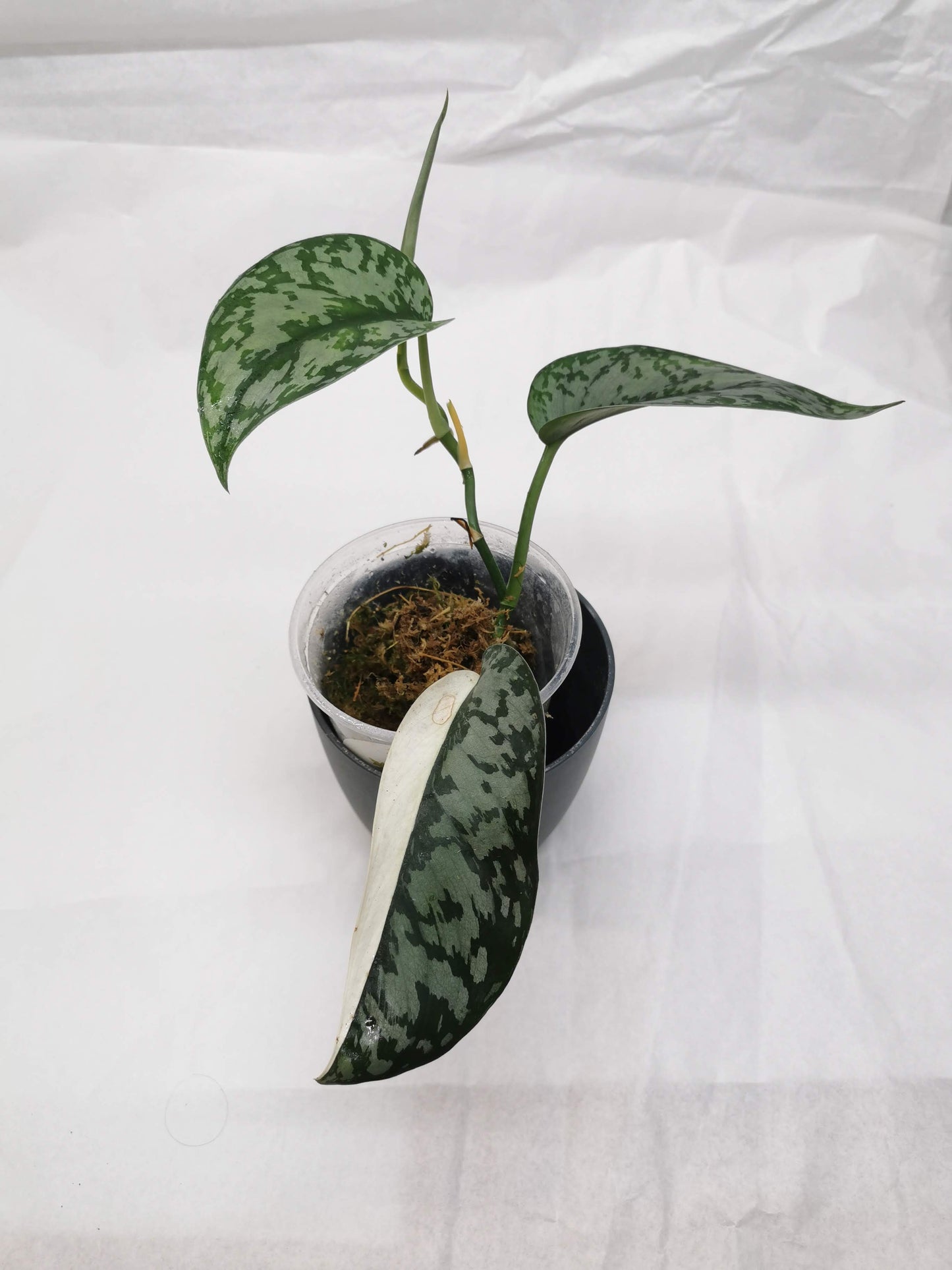 Scindapsus Lakambini "RARE"