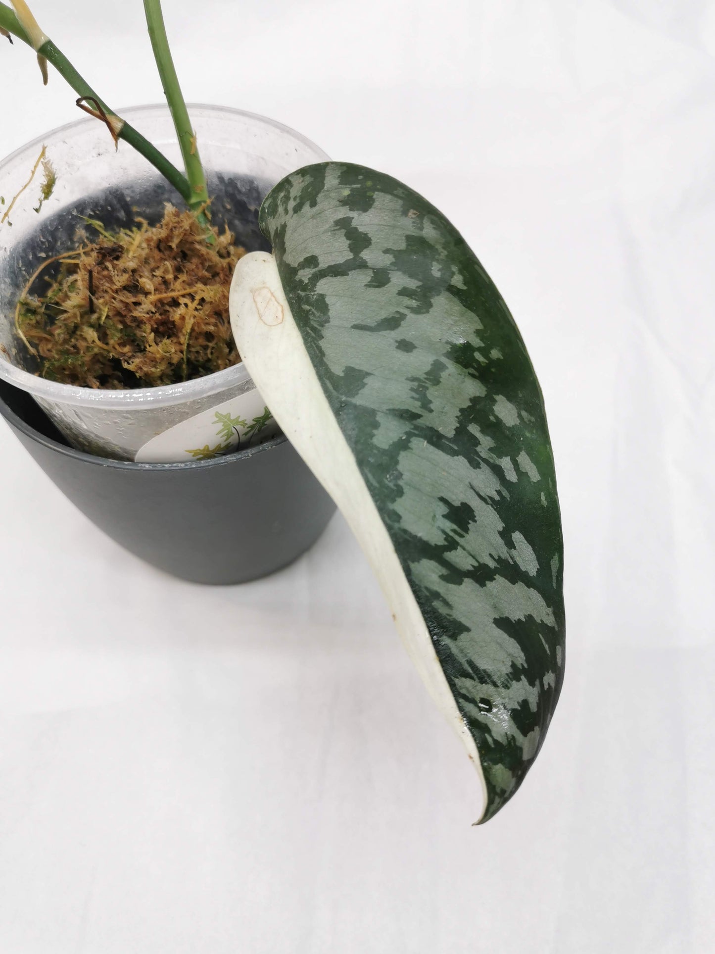 Scindapsus Lakambini "RARE"