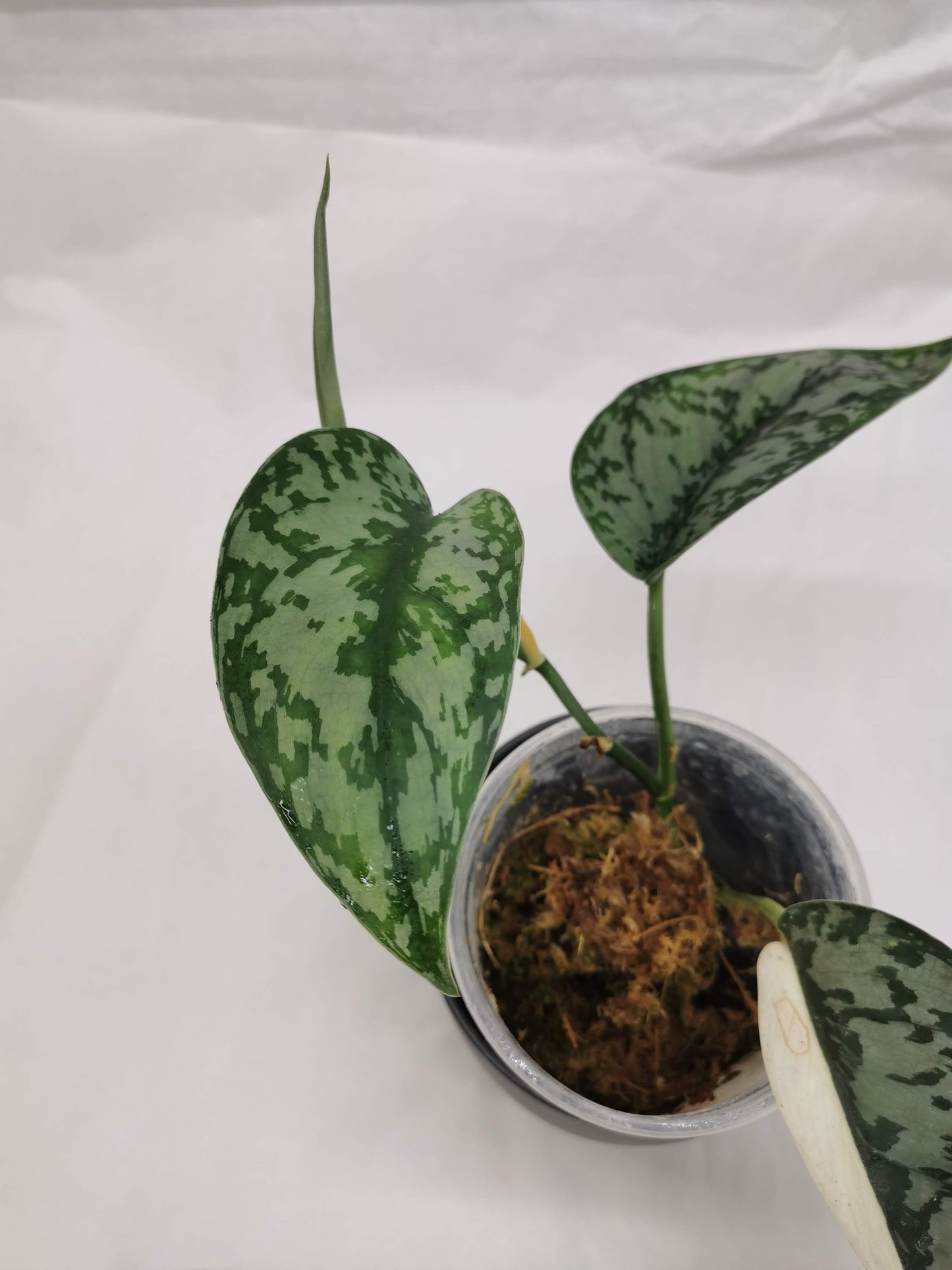 Scindapsus Lakambini "RARE"