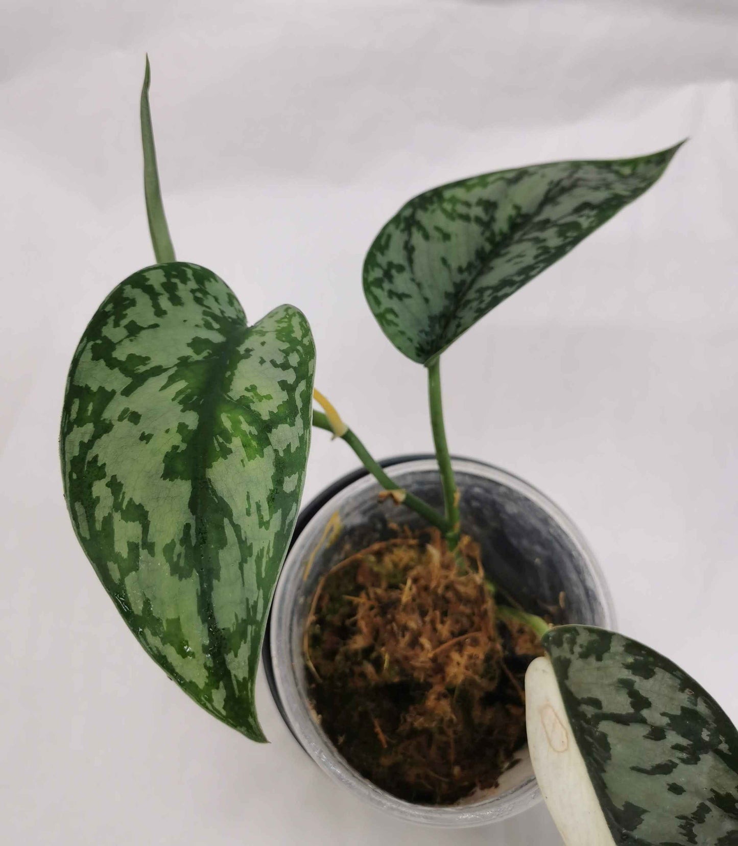 Scindapsus Lakambini "RARE"