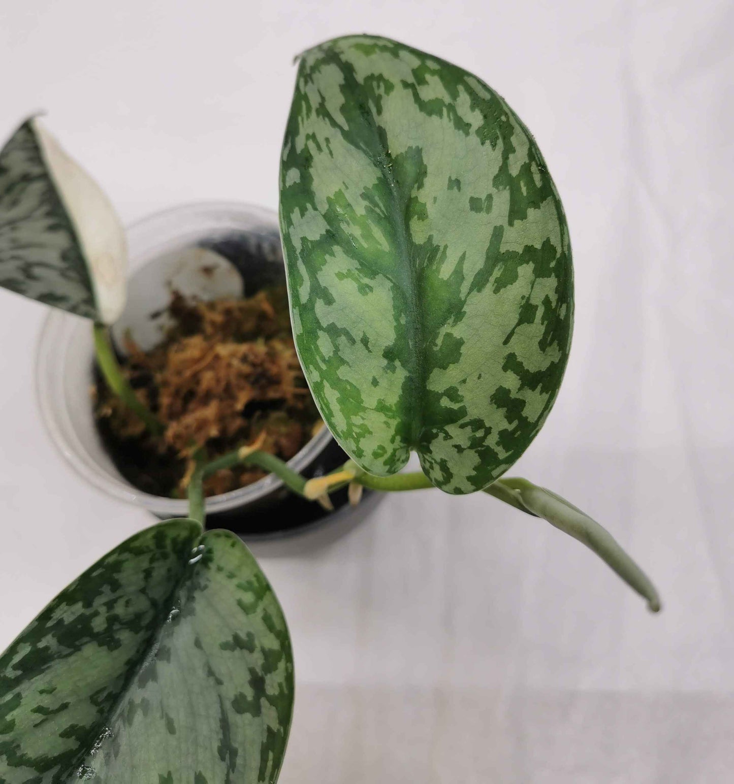 Scindapsus Lakambini "RARE"