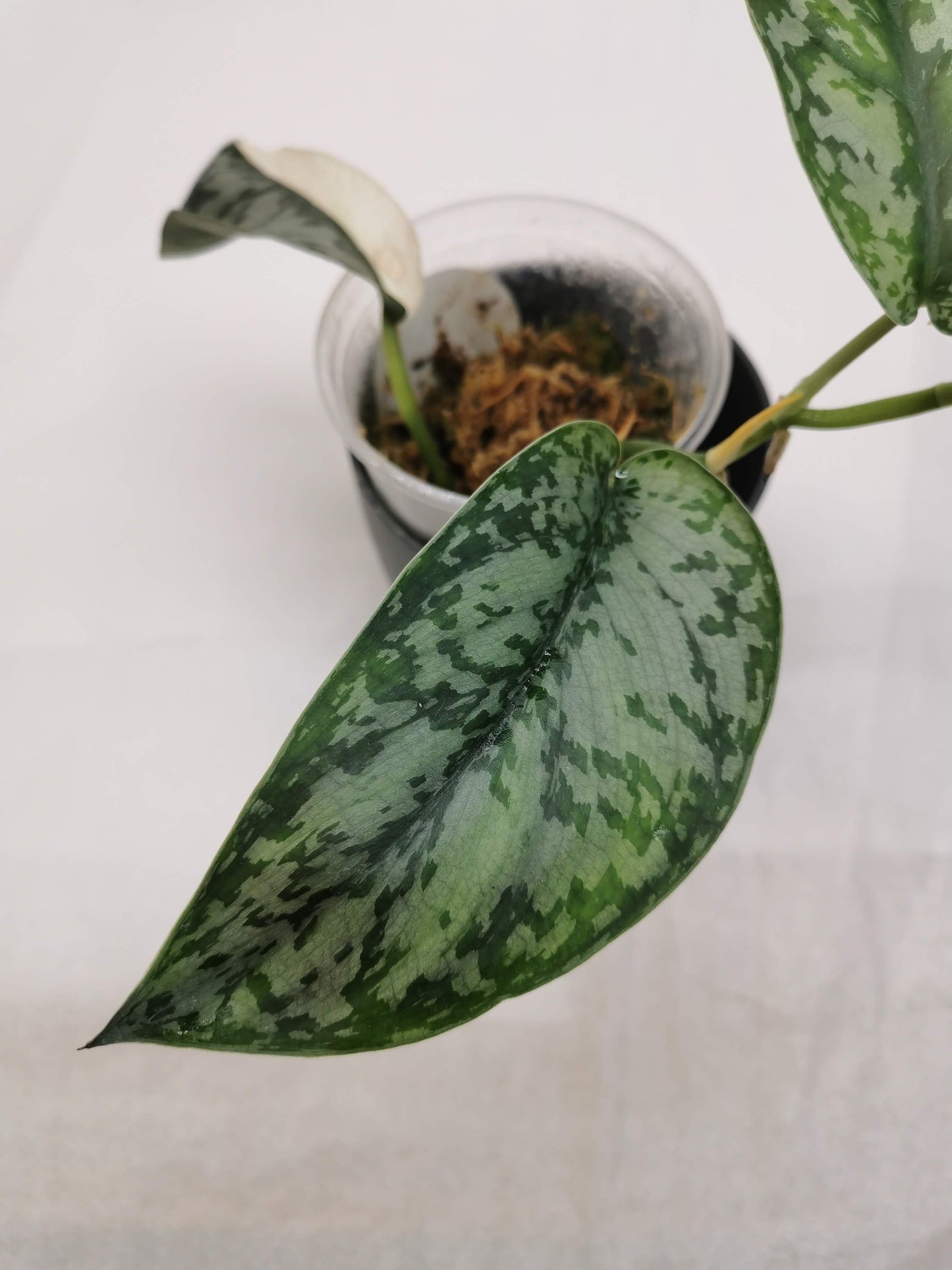 Scindapsus Lakambini "RARE"