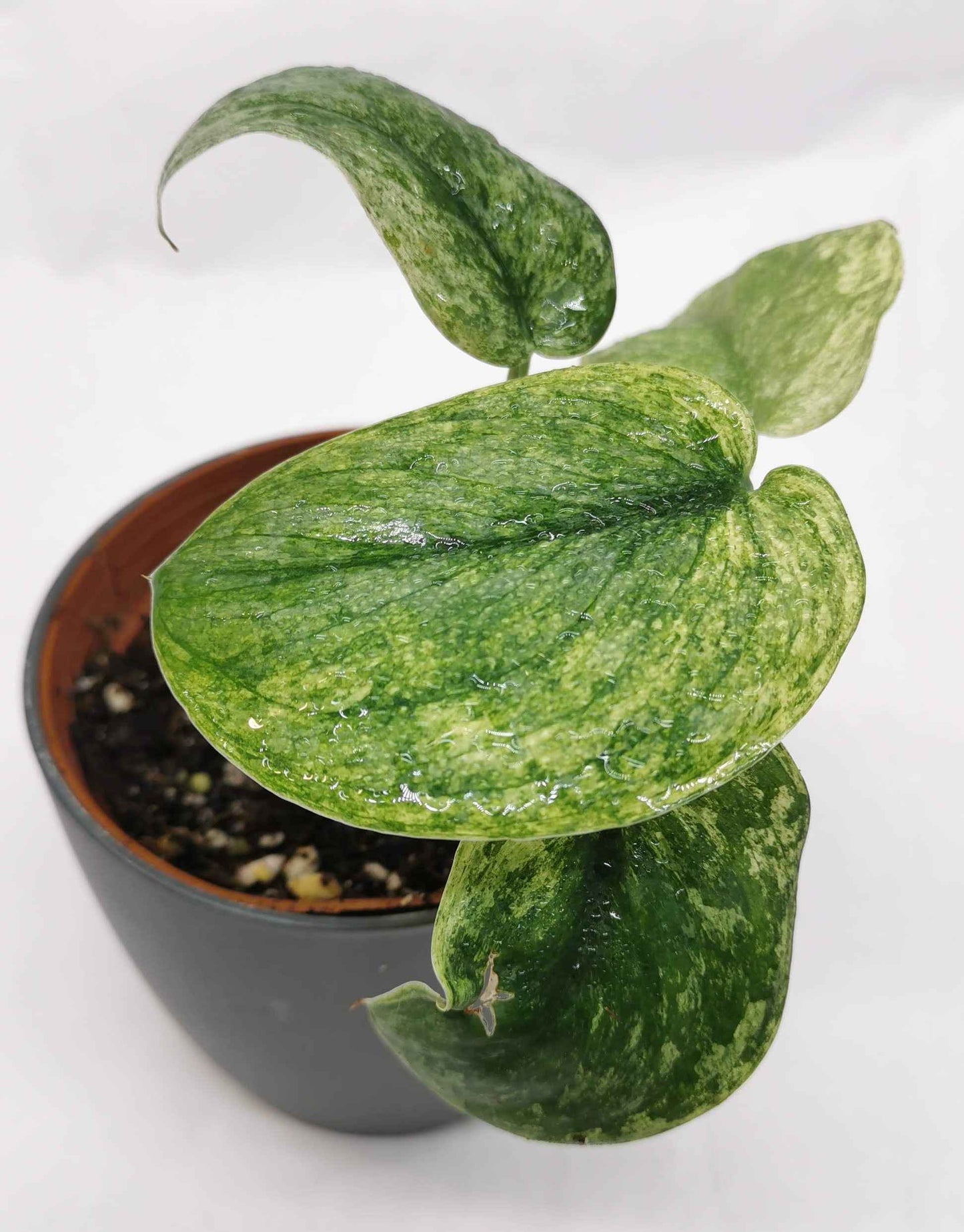 Scindapsus Silver Dark Cloud Variegata "Rare" Nr.1