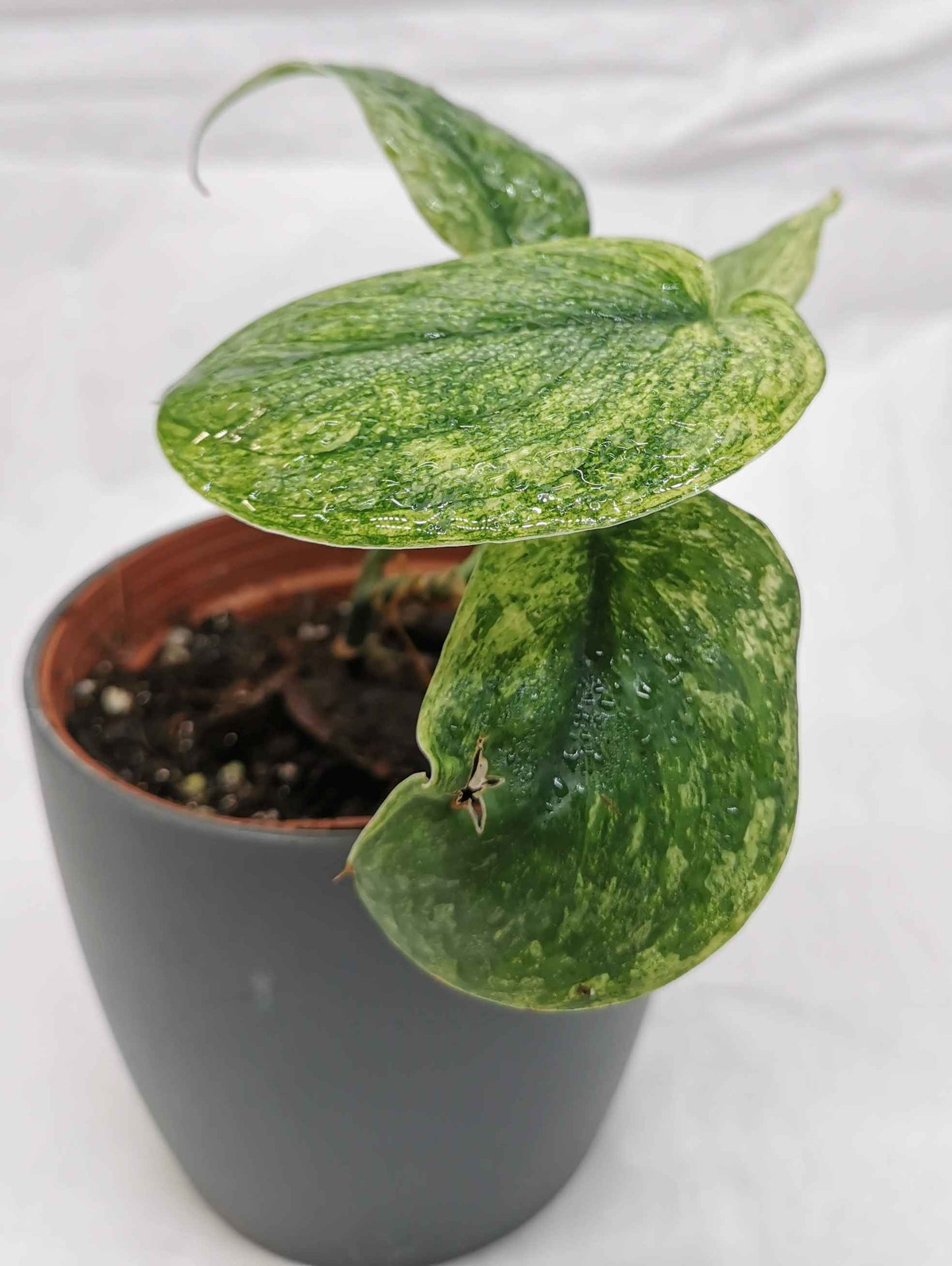 Scindapsus Silver Dark Cloud Variegata "Rare" Nr.1