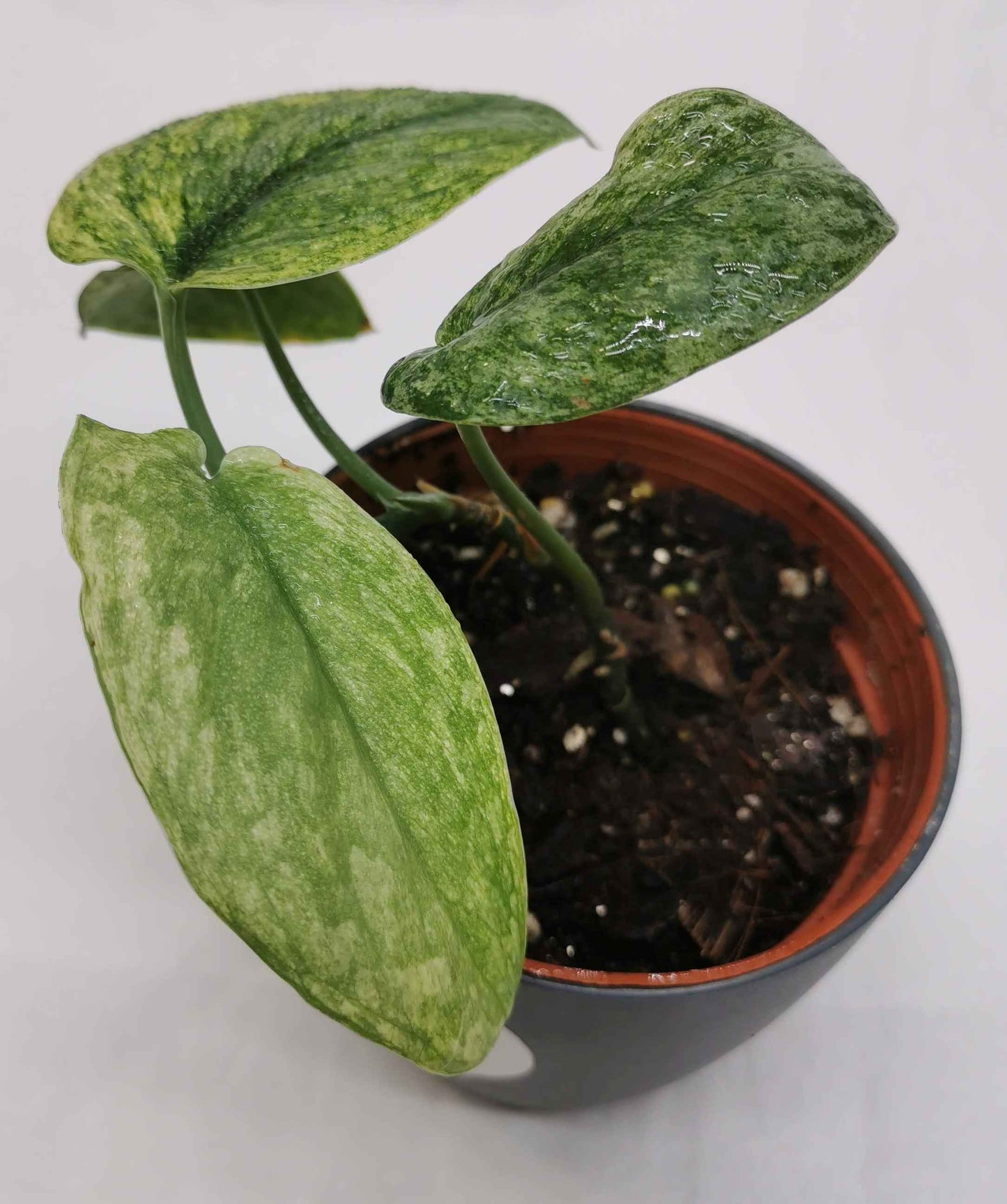 Scindapsus Silver Dark Cloud Variegata "Rare" Nr.1