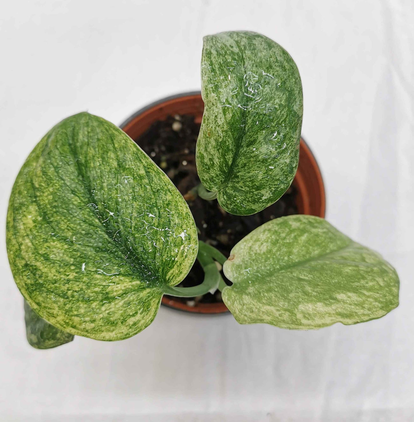 Scindapsus Silver Dark Cloud Variegata "Rare" Nr.1