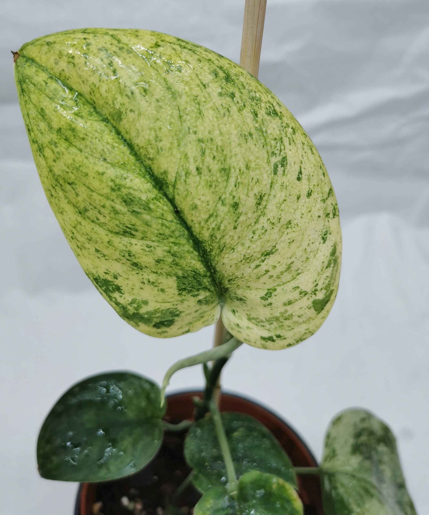 Scindapsus Silver Dark Cloud Variegata "Rare" Nr.2