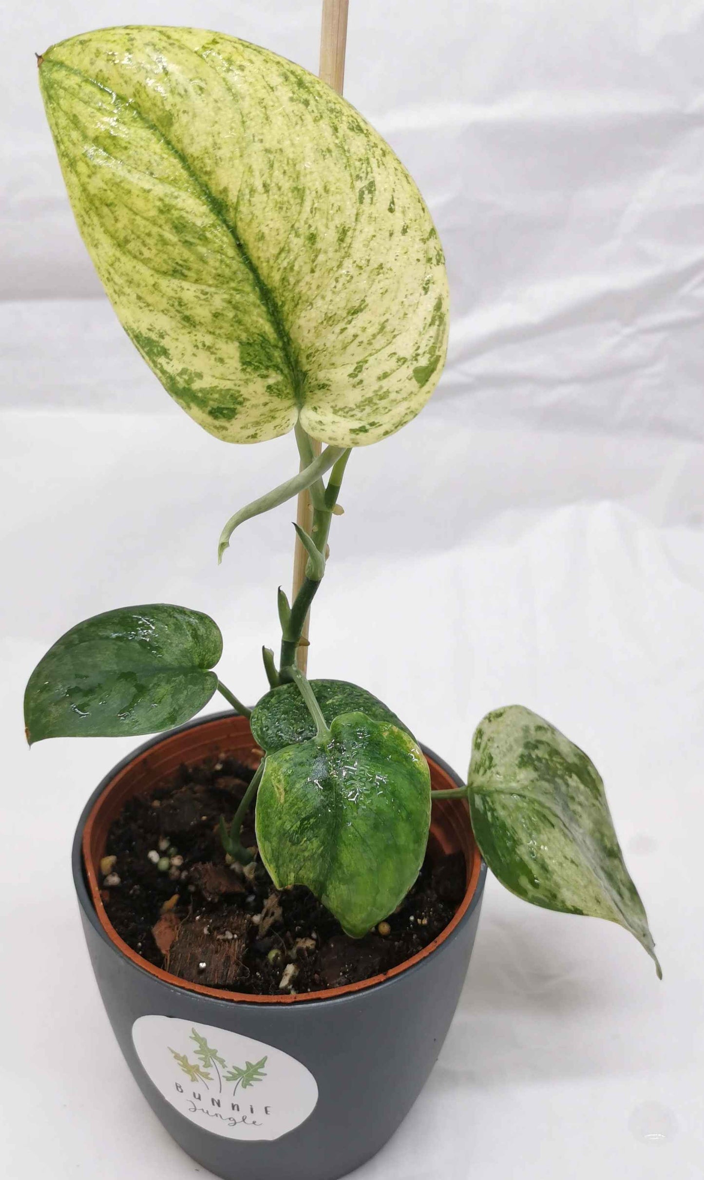 Scindapsus Silver Dark Cloud Variegata "Rare" Nr.2