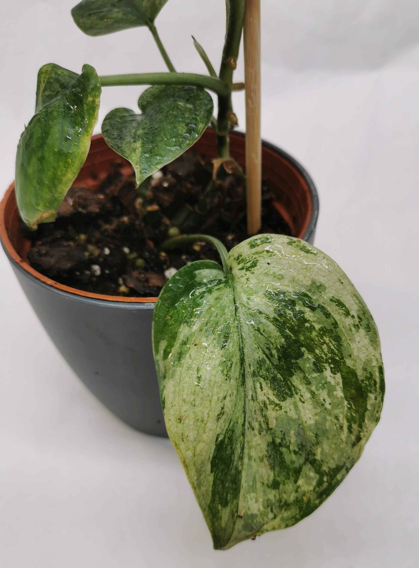 Scindapsus Silver Dark Cloud Variegata "Rare" Nr.2