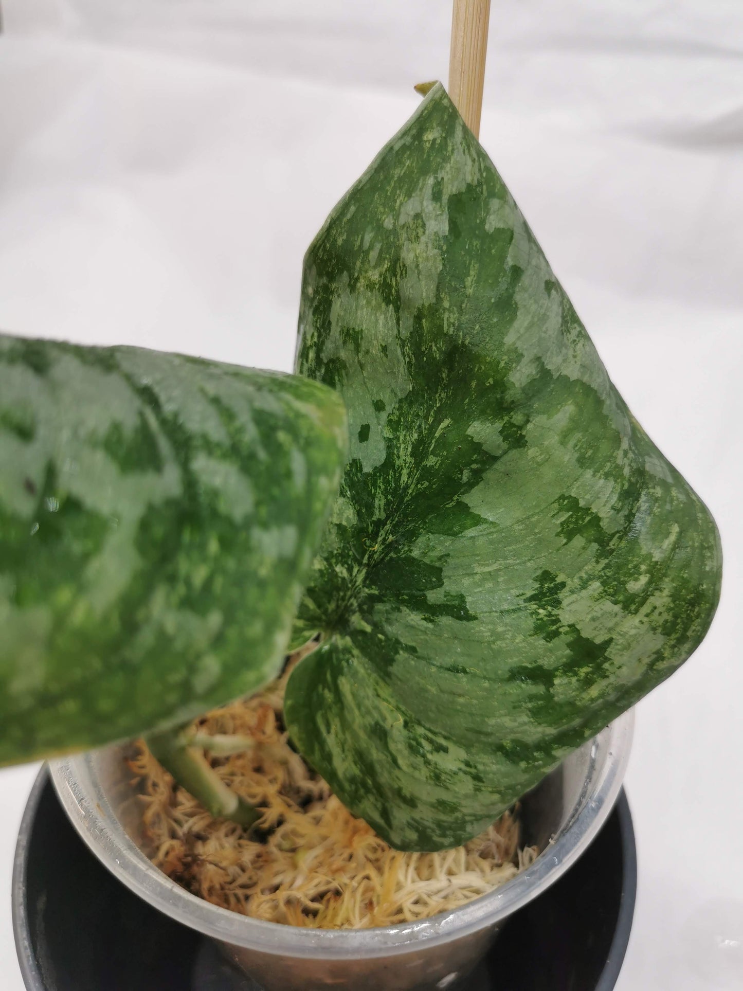 Scindapsus Tembaga Nr.1