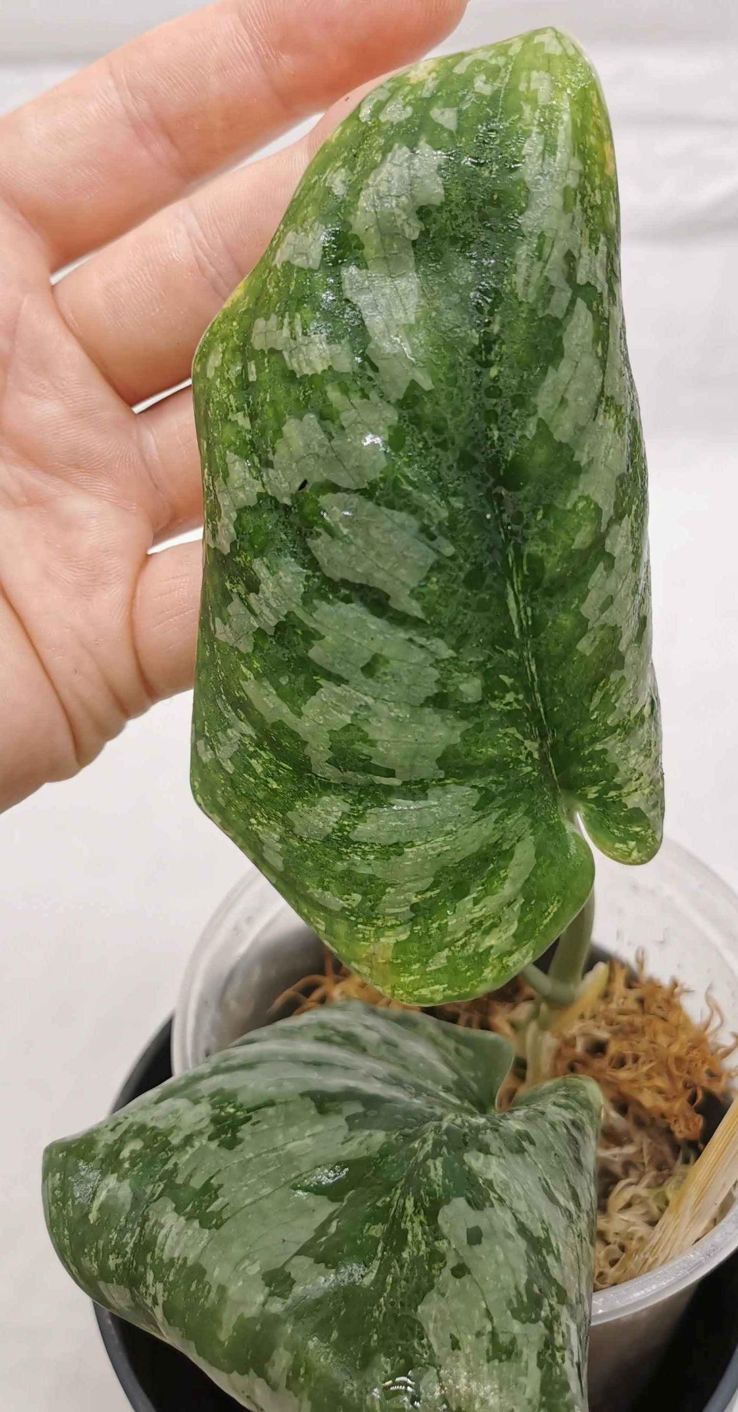 Scindapsus Tembaga Nr.1