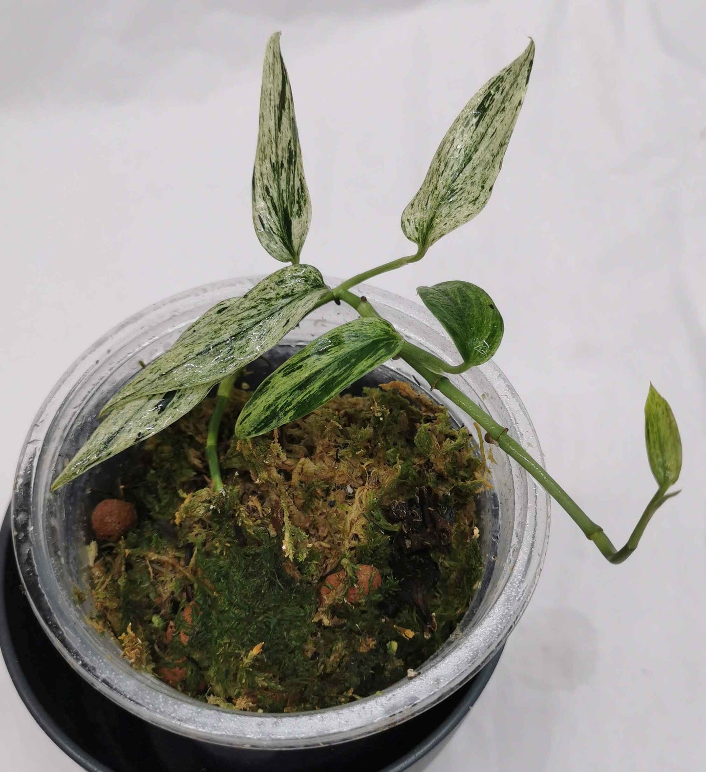 Scindapsus  Mutiara Nr.2