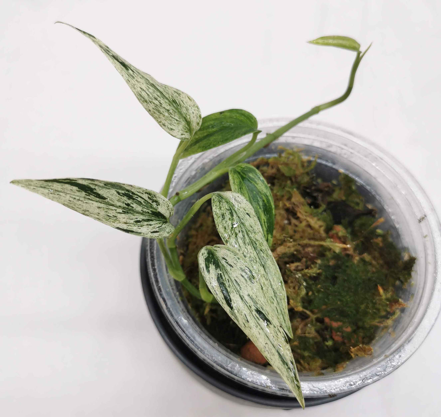 Scindapsus  Mutiara Nr.2