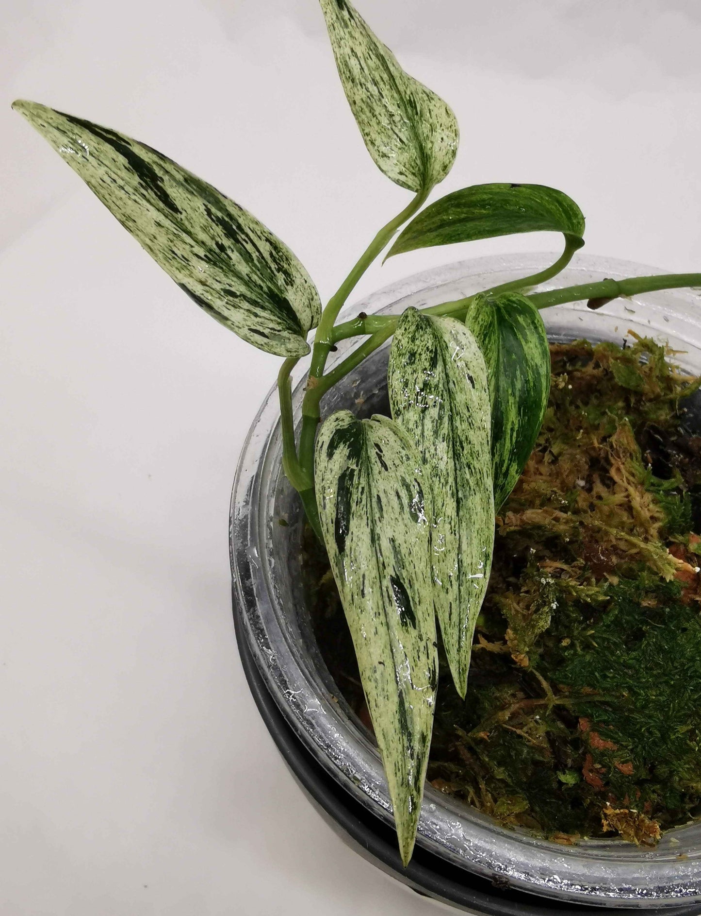 Scindapsus  Mutiara Nr.2