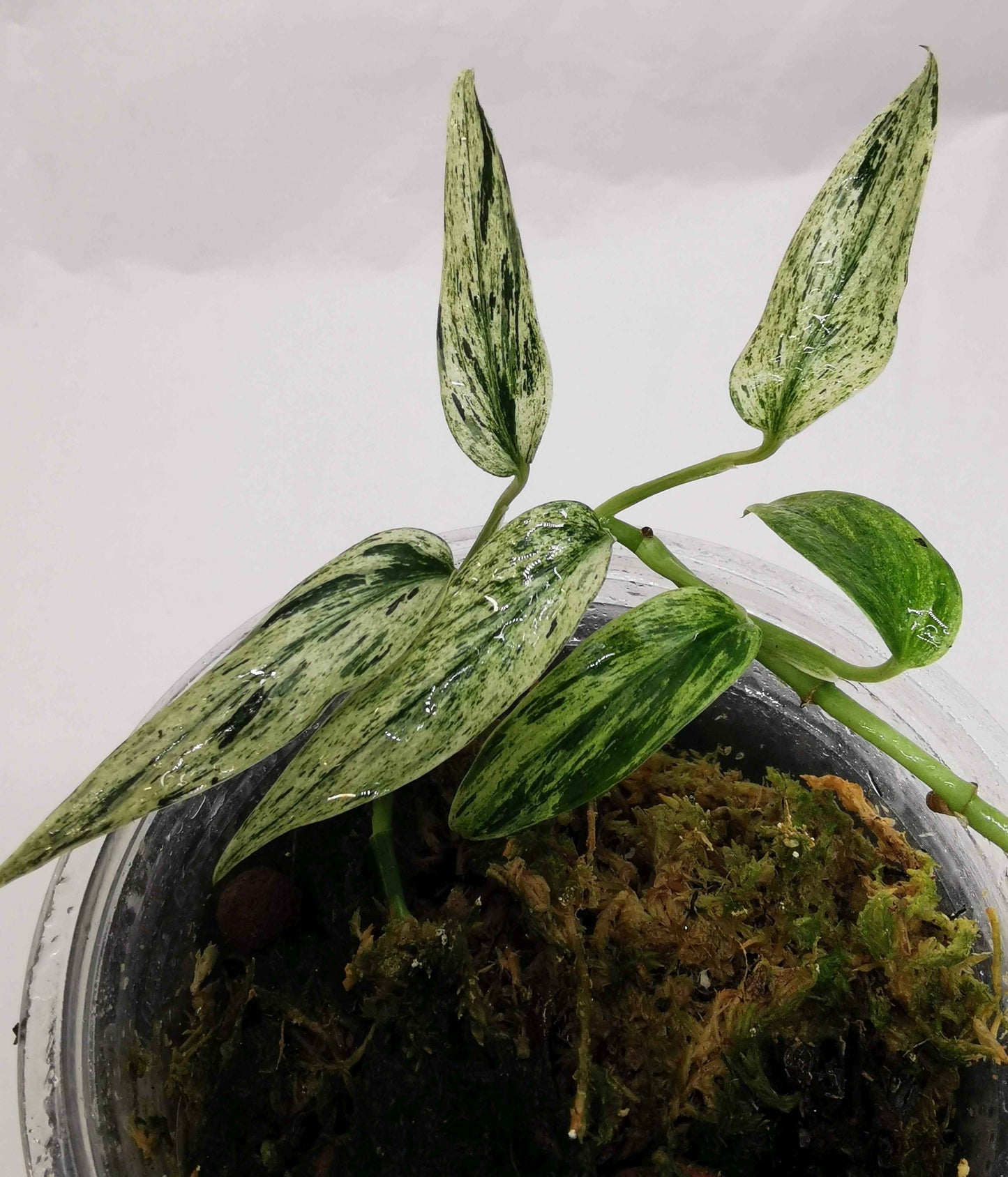 Scindapsus  Mutiara Nr.2