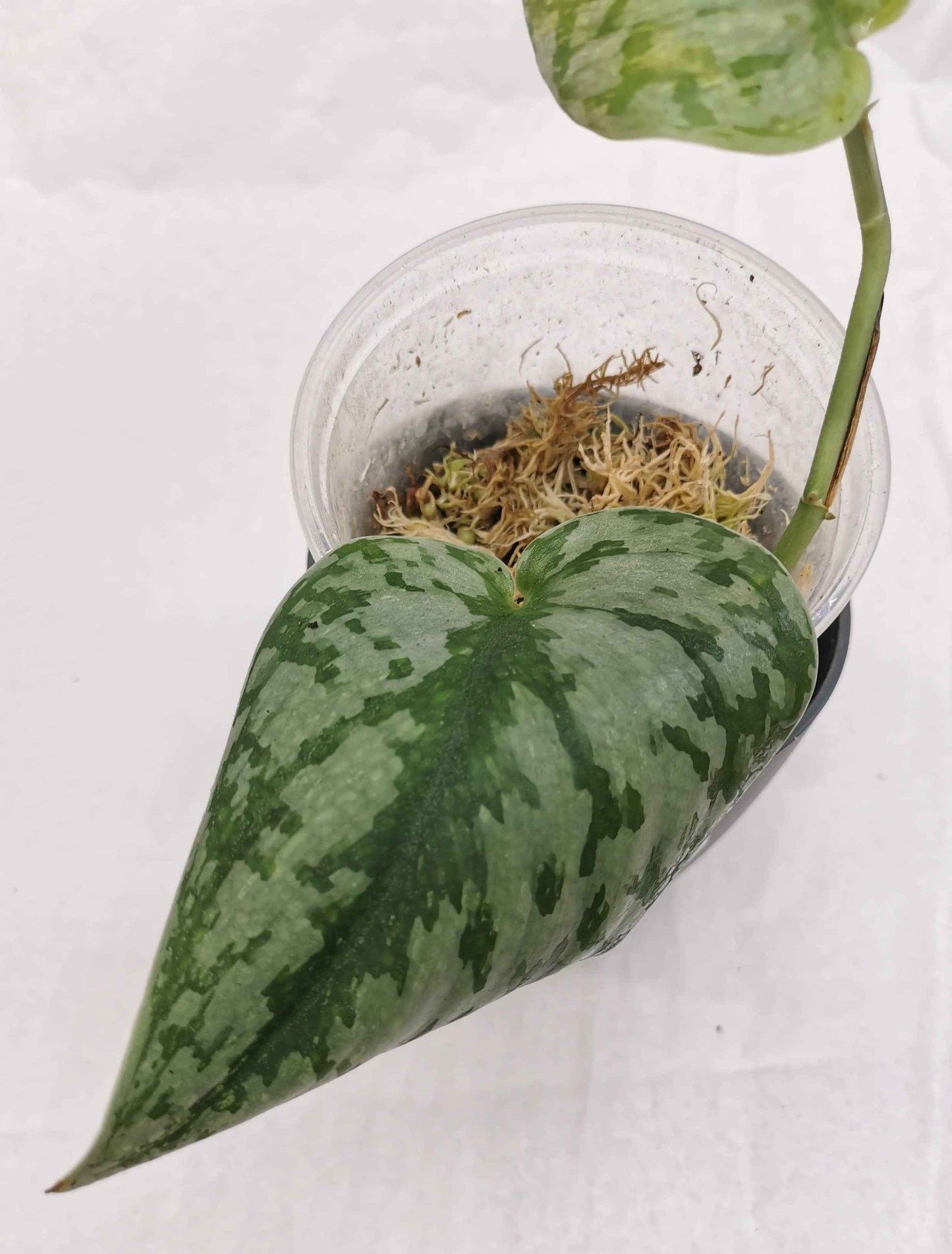 Scindapsus Hologram Nr. 2