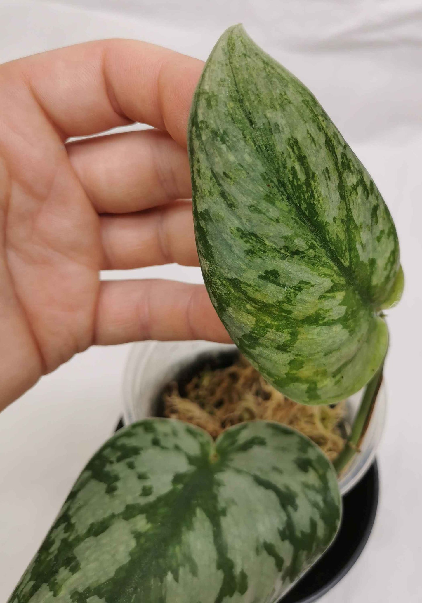 Scindapsus Hologram Nr. 2