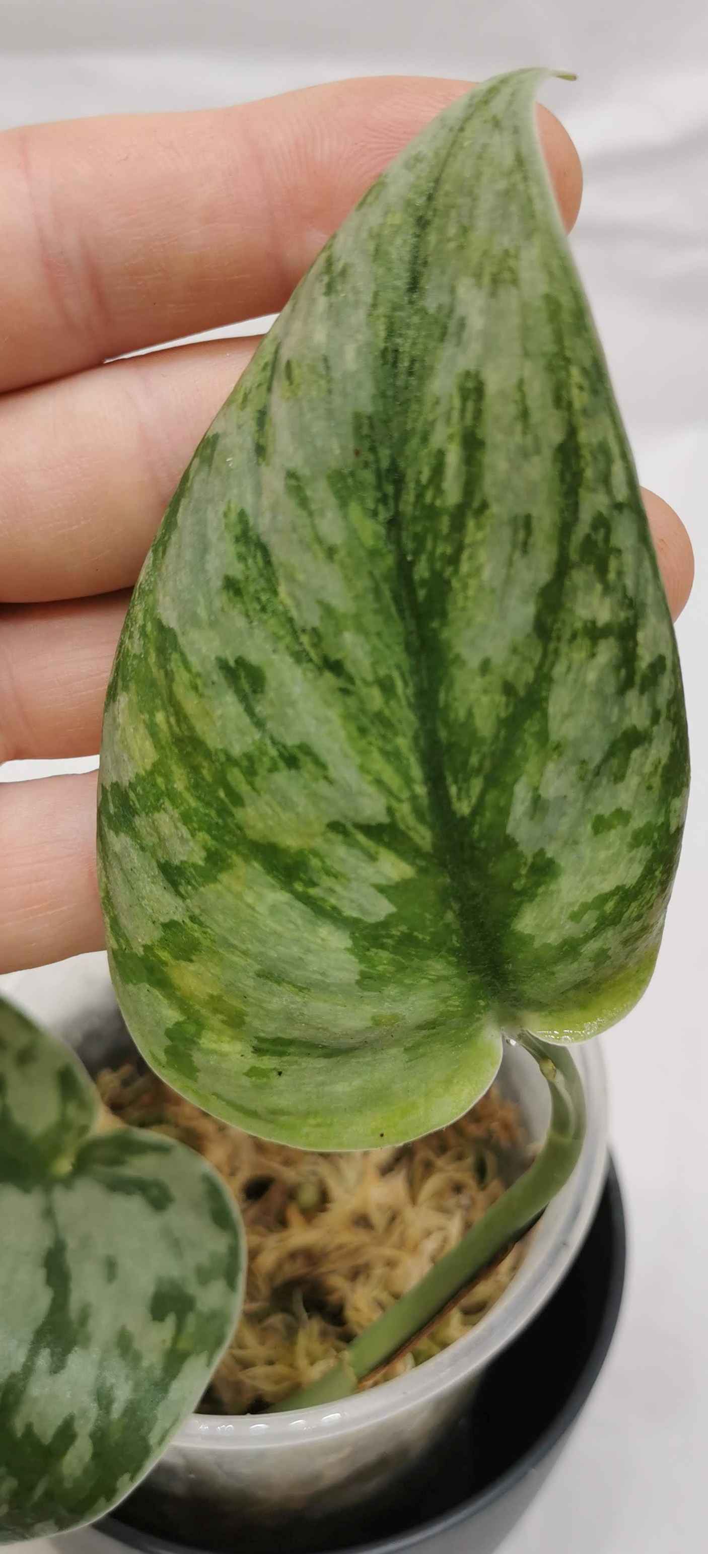 Scindapsus Hologram Nr. 2