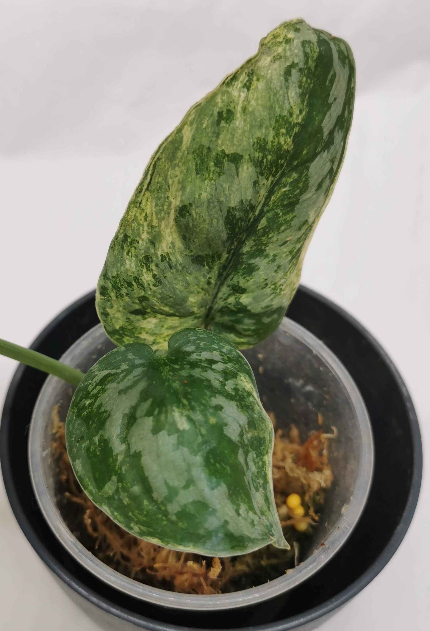 Scindapsus Tembaga Nr.2