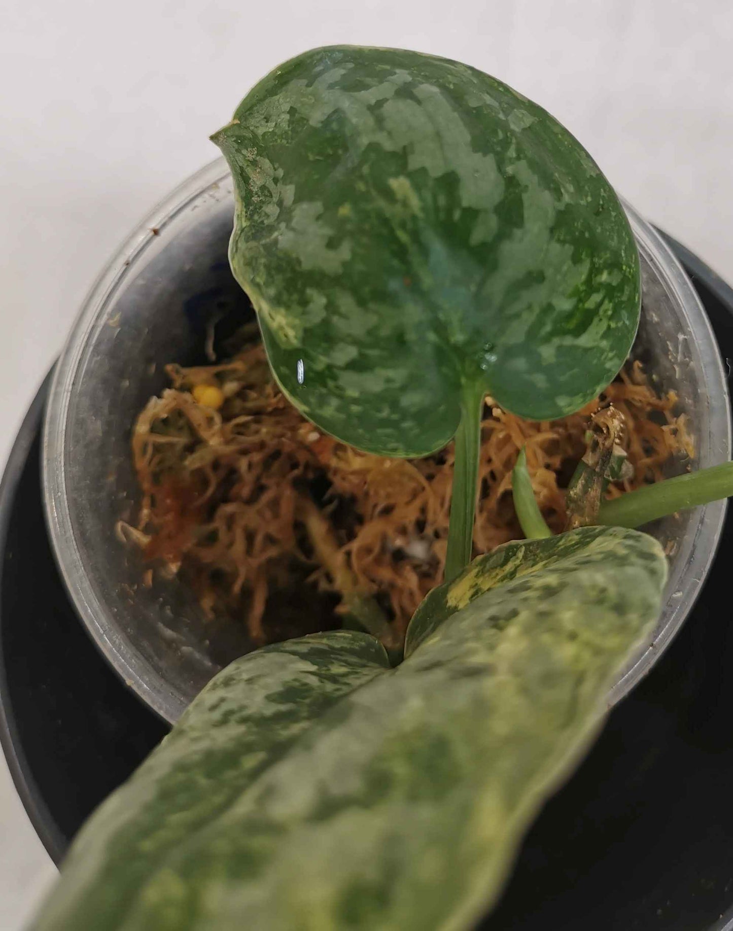 Scindapsus Tembaga Nr.2