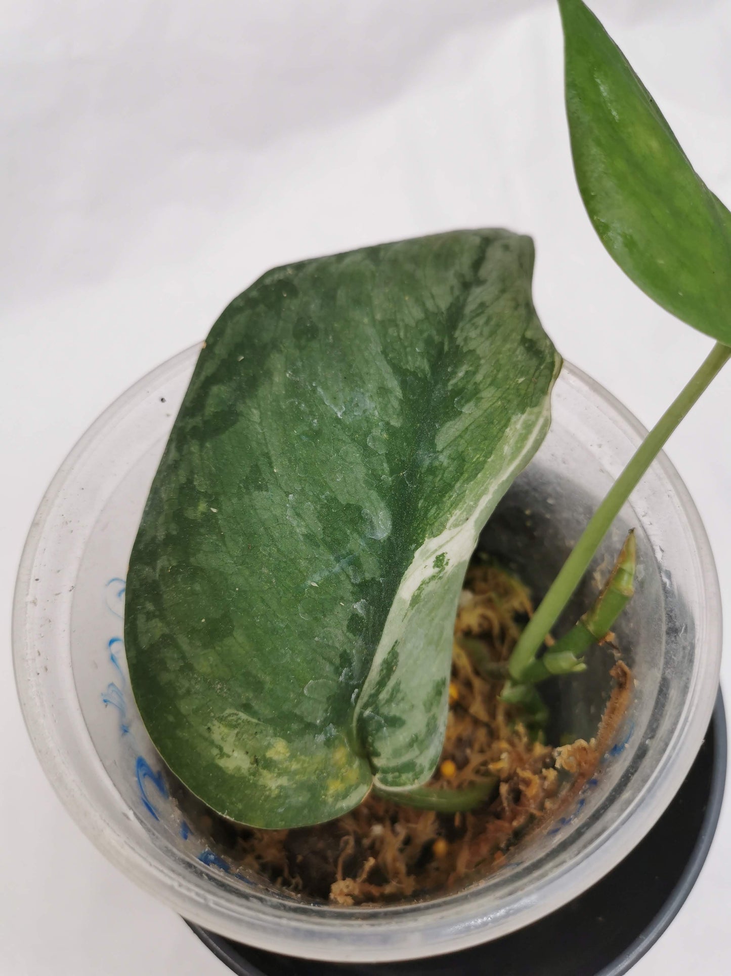 Scindapsus Silver Dark Cloud Variegata "Rare" Nr.3