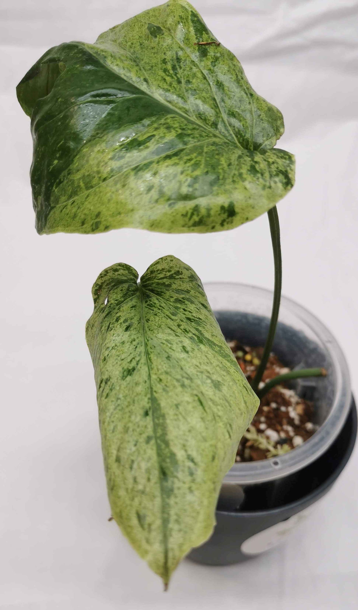 Amydrium Medium Mint "Rare" Nr. 2