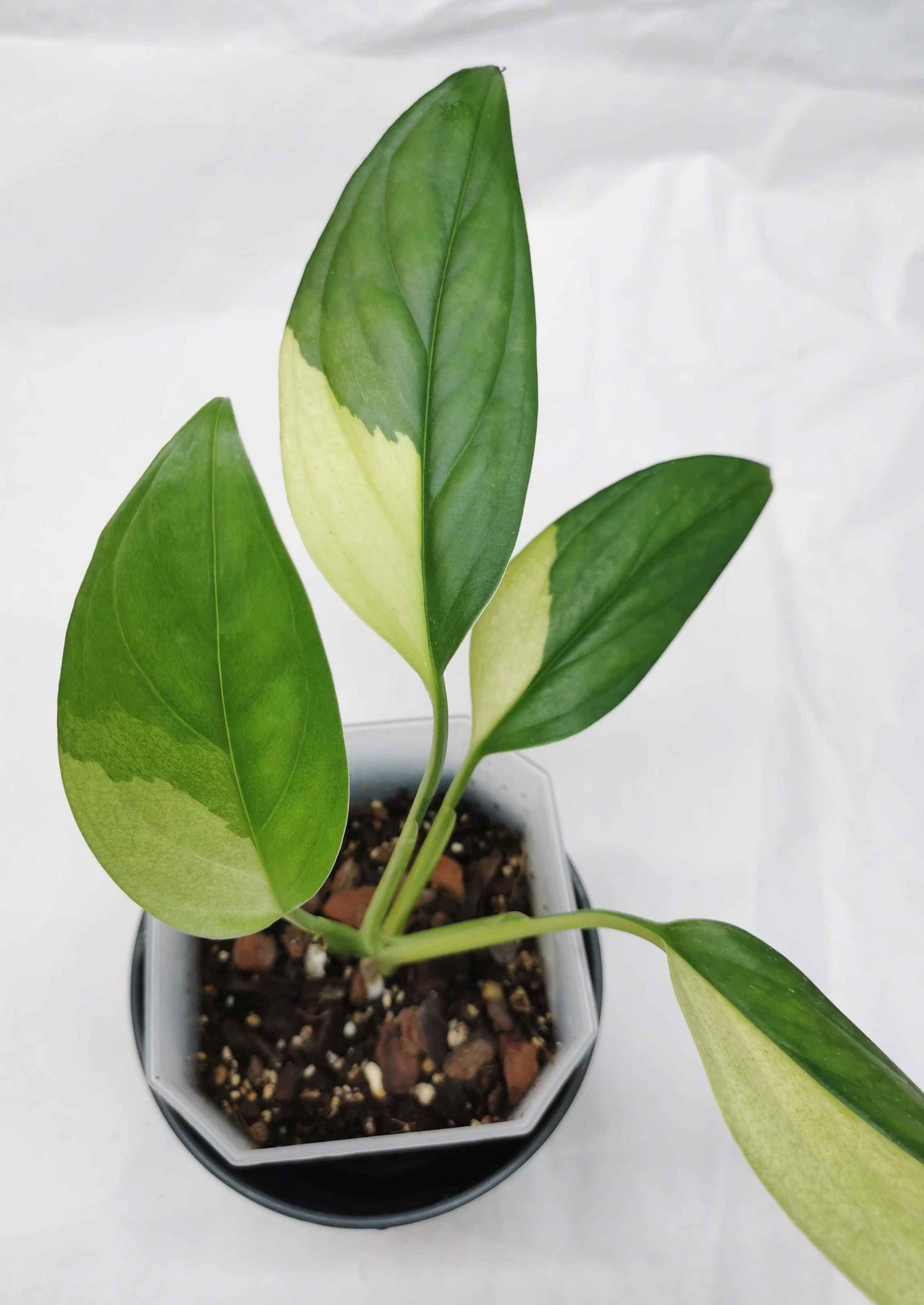 monstera acacoyaguensis variegated