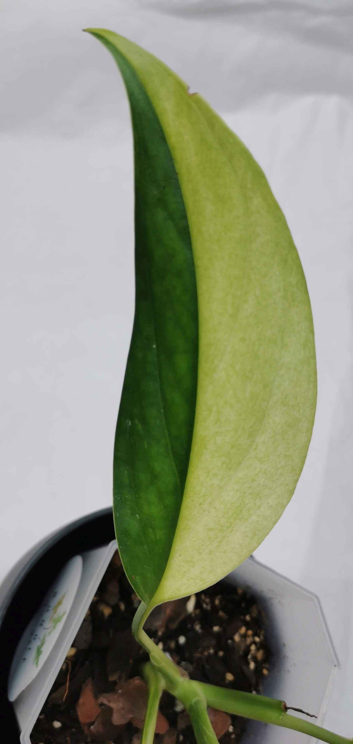 monstera acacoyaguensis variegated