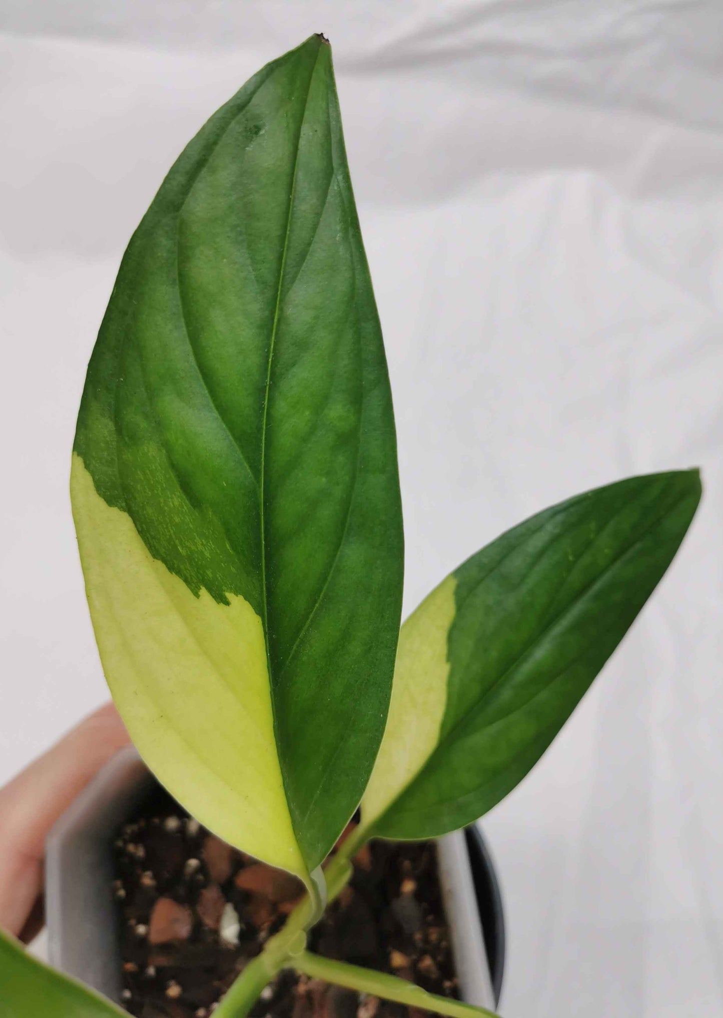 monstera acacoyaguensis variegated