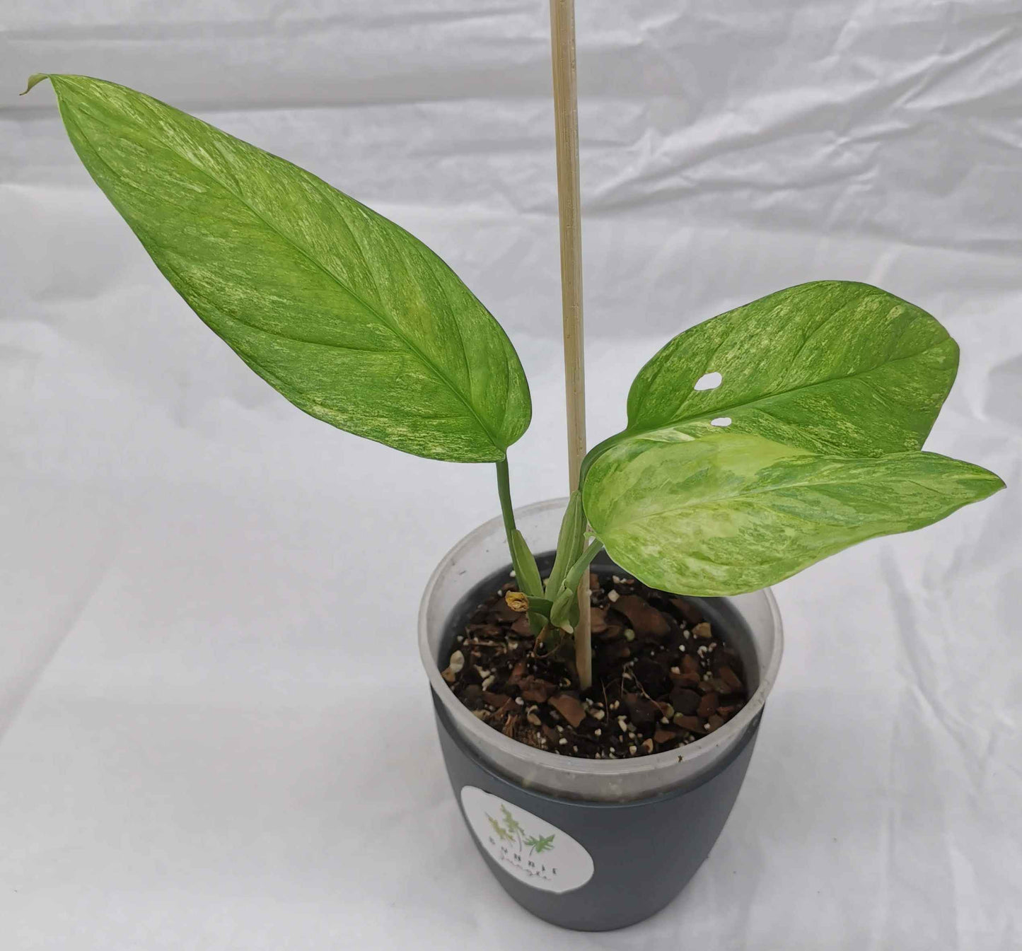 monstera obliqua muyuna