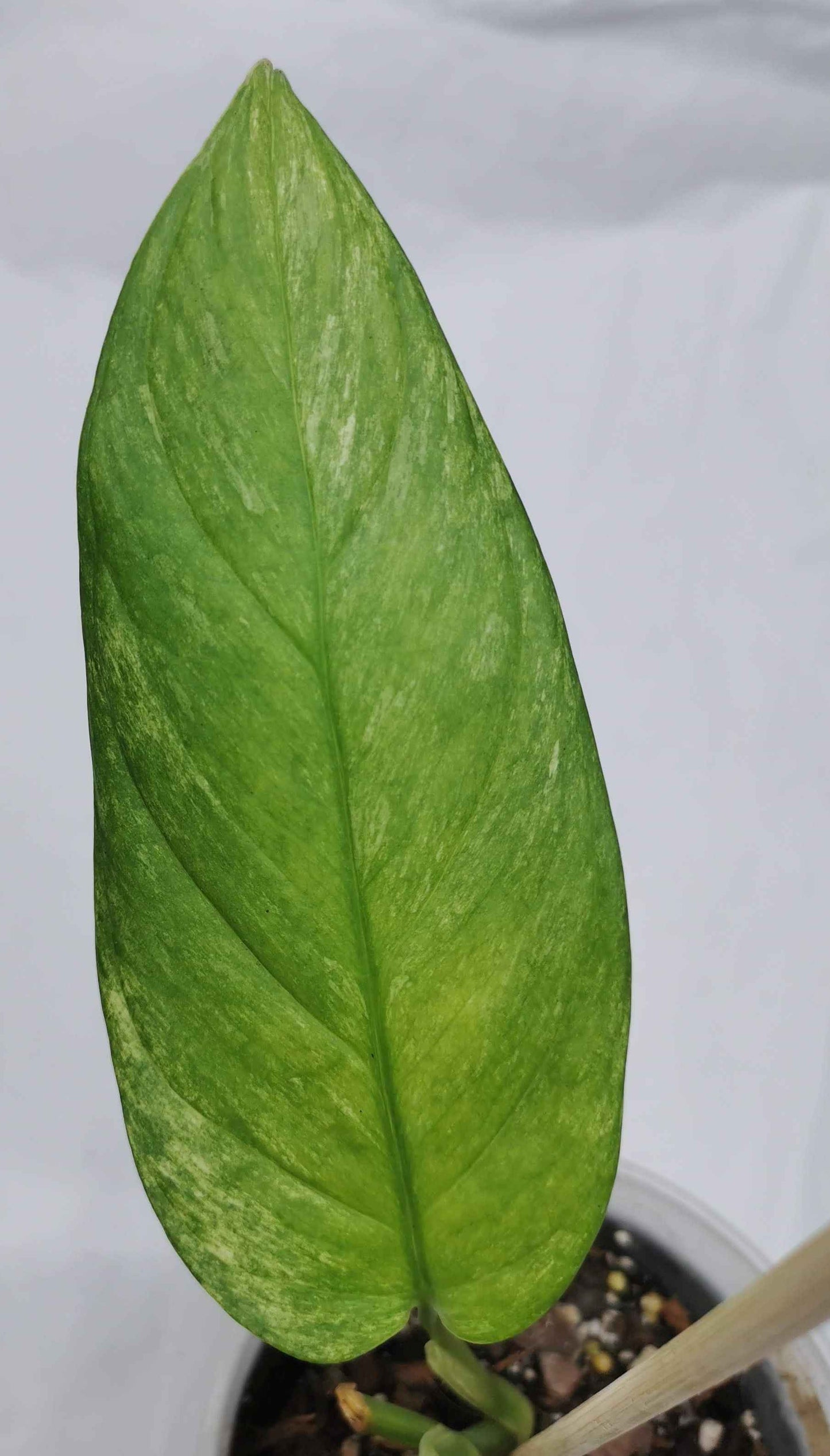 monstera obliqua muyuna