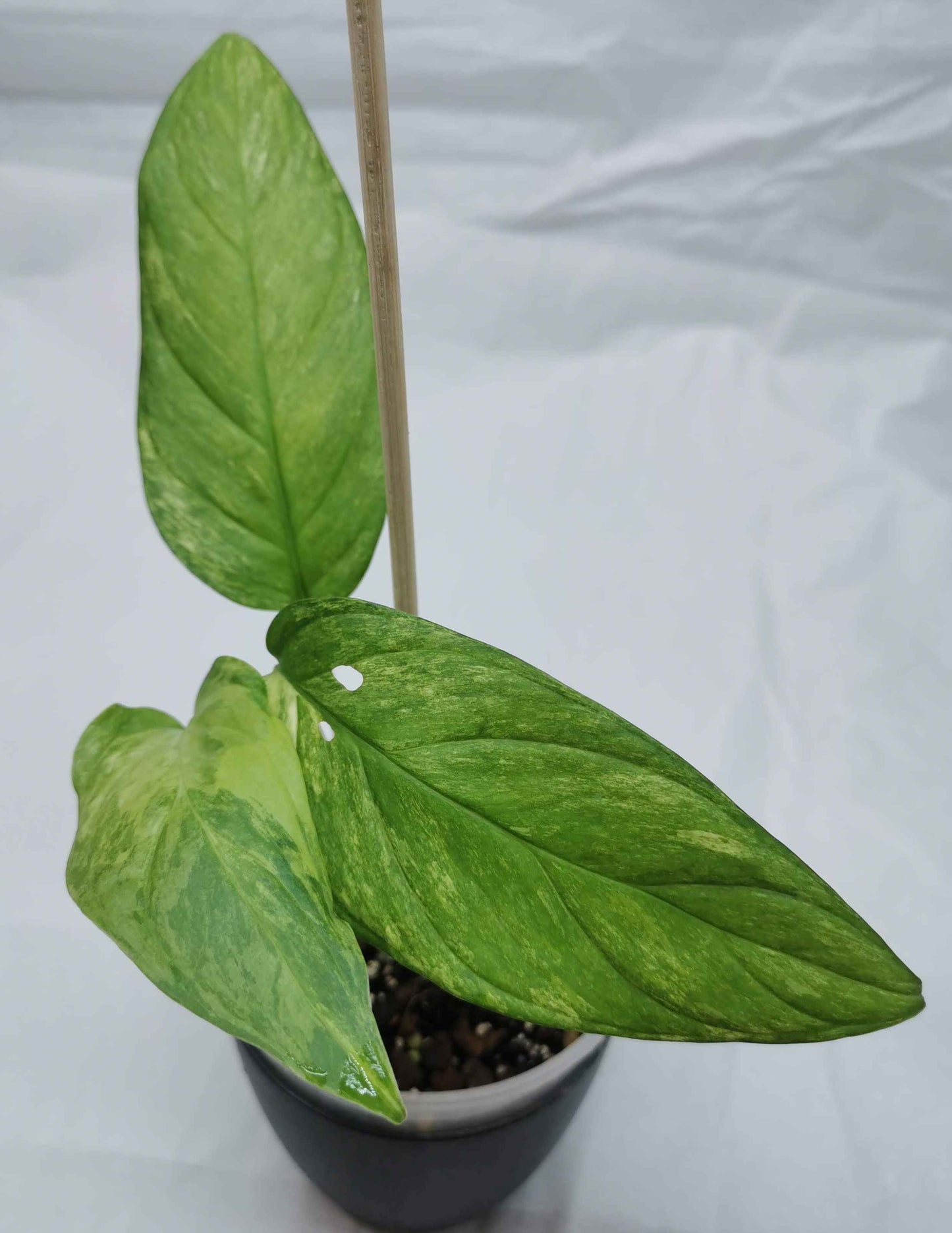 monstera obliqua muyuna