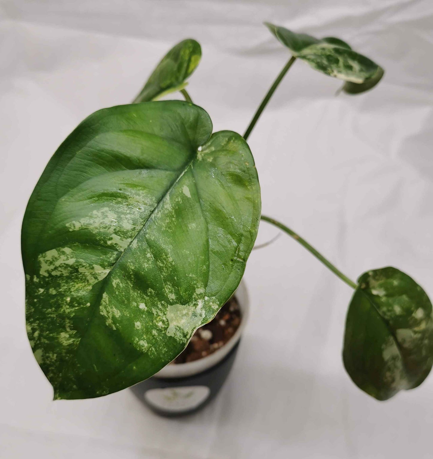 Syngonium Chiapense Variegata