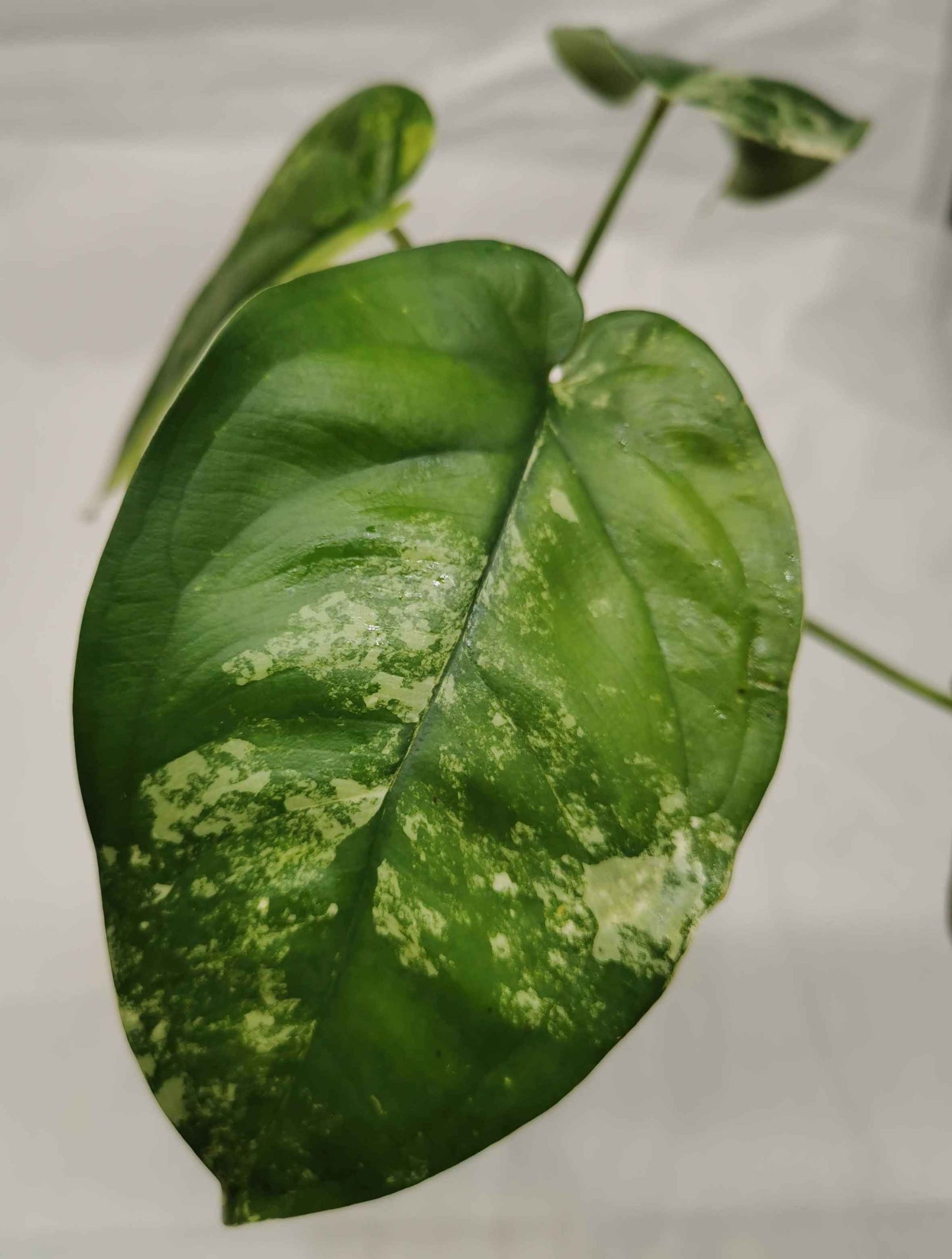 Syngonium Chiapense Variegata