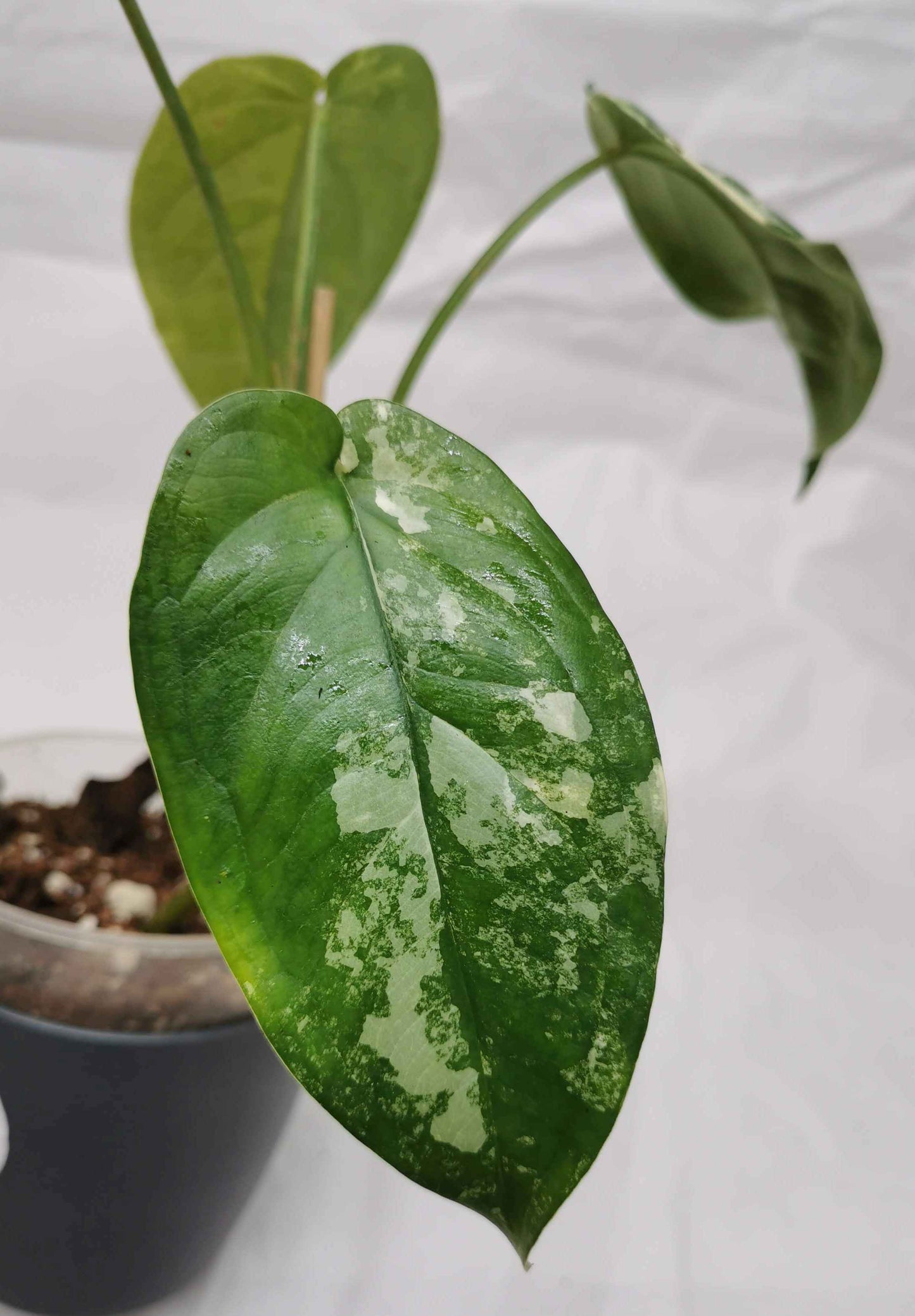 Syngonium Chiapense Variegata