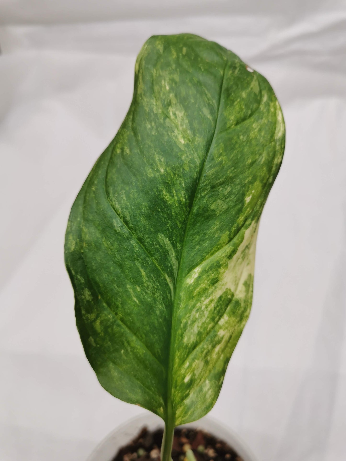 Monstera Obliqua Muyuna Variegated