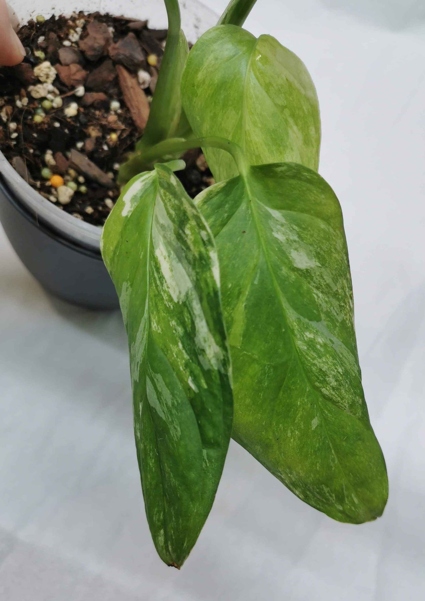 Monstera Obliqua Muyuna Variegated