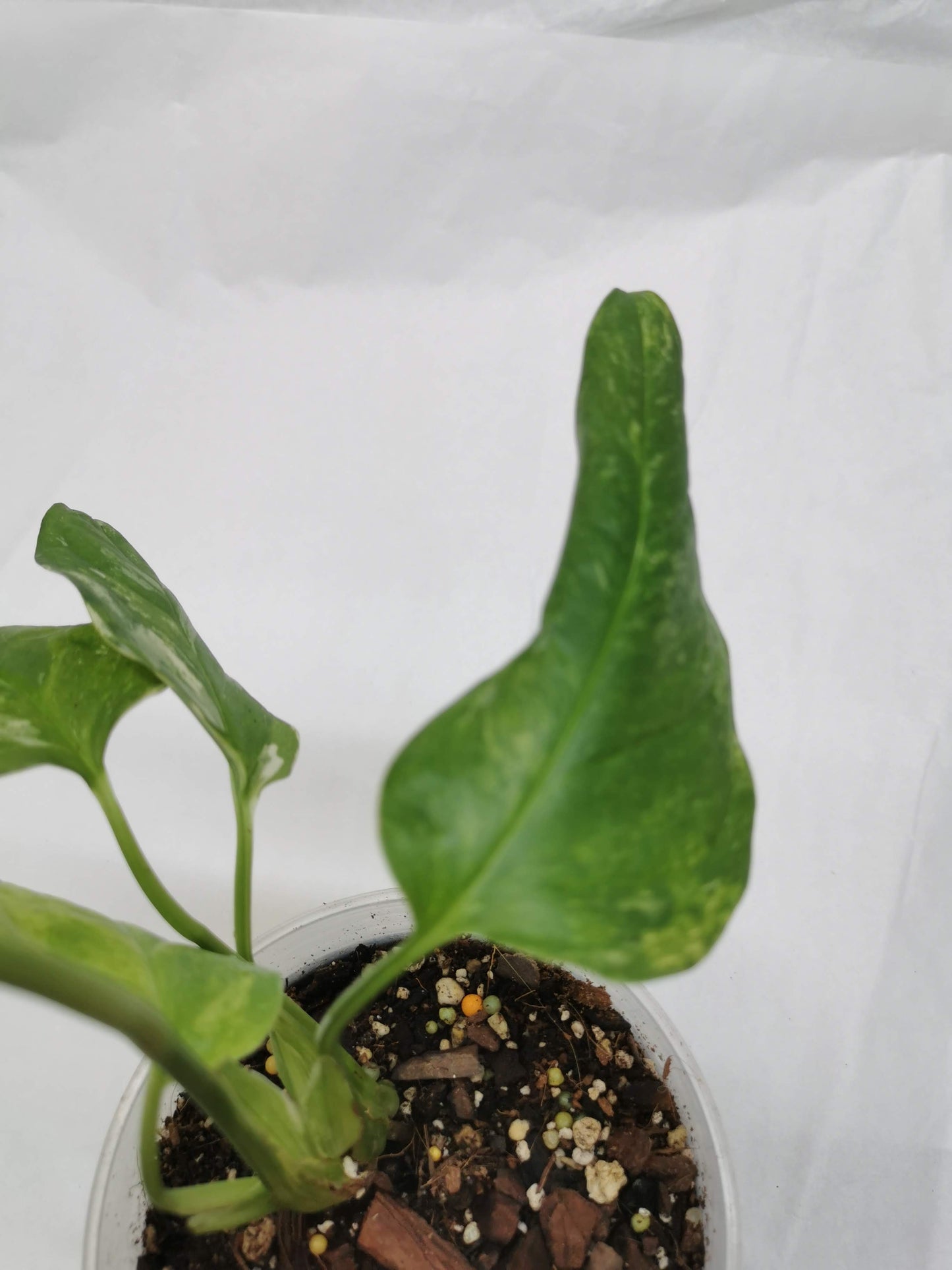 Monstera Obliqua Muyuna Variegated