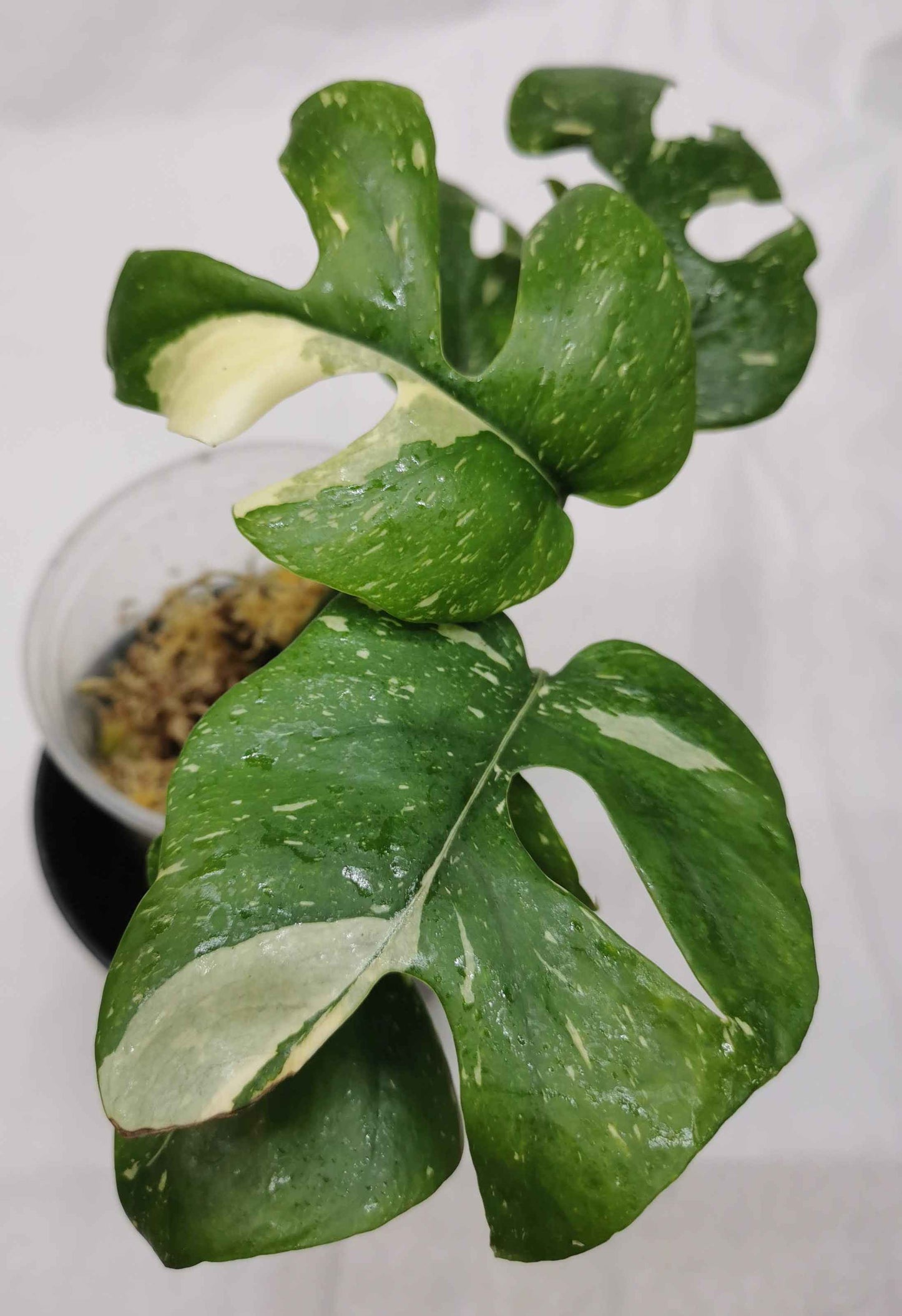 Rhaphidophora tetrasperma Thai constellation