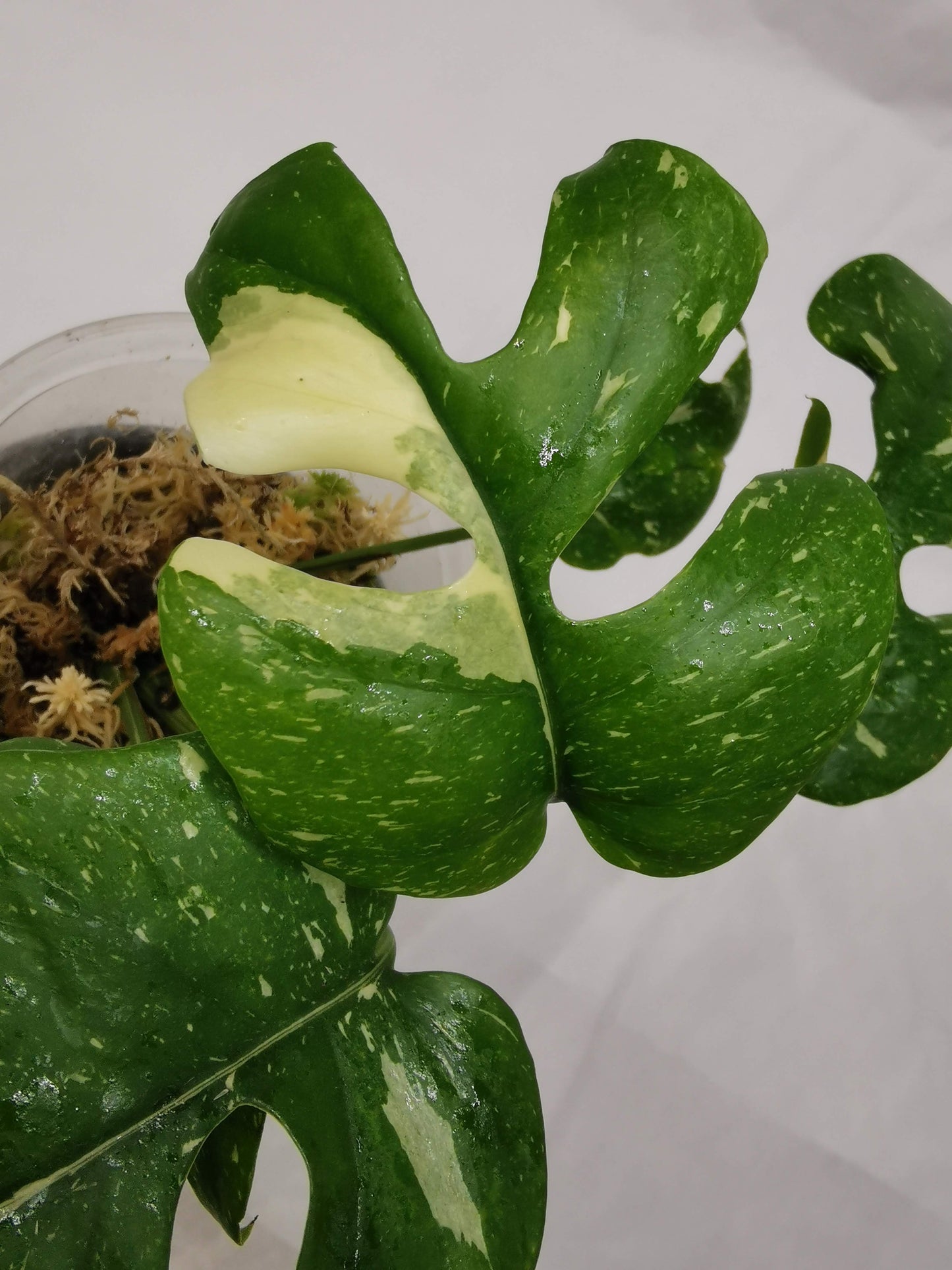 Rhaphidophora tetrasperma Thai constellation