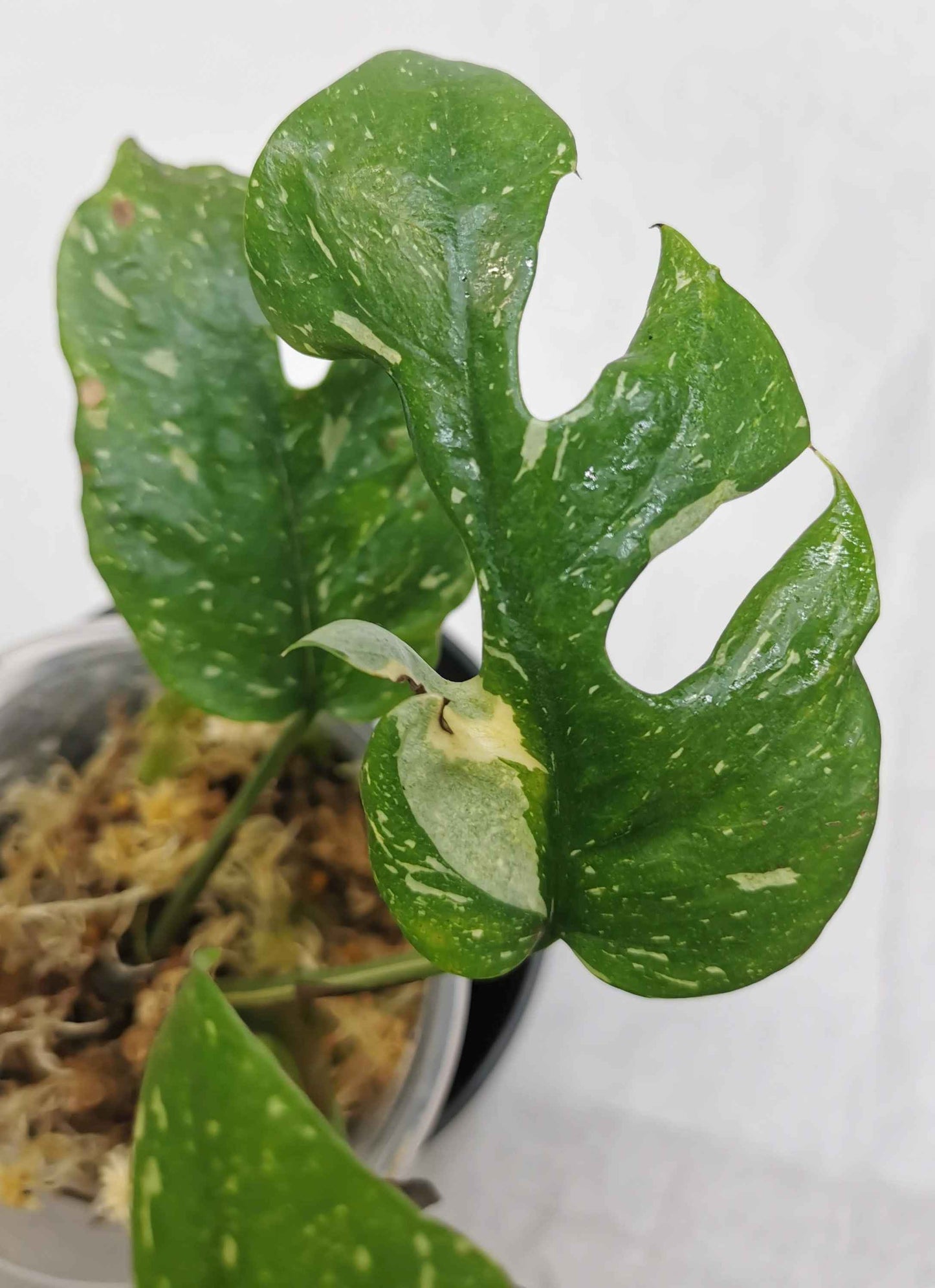 Rhaphidophora tetrasperma Thai constellation