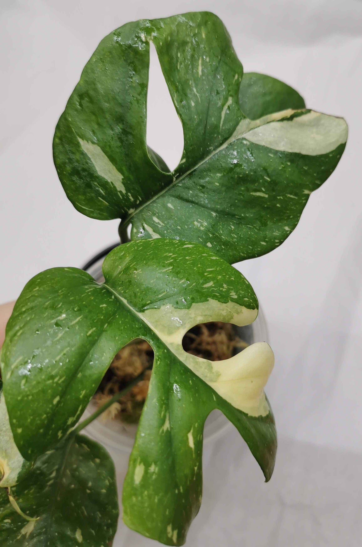 Rhaphidophora tetrasperma Thai constellation