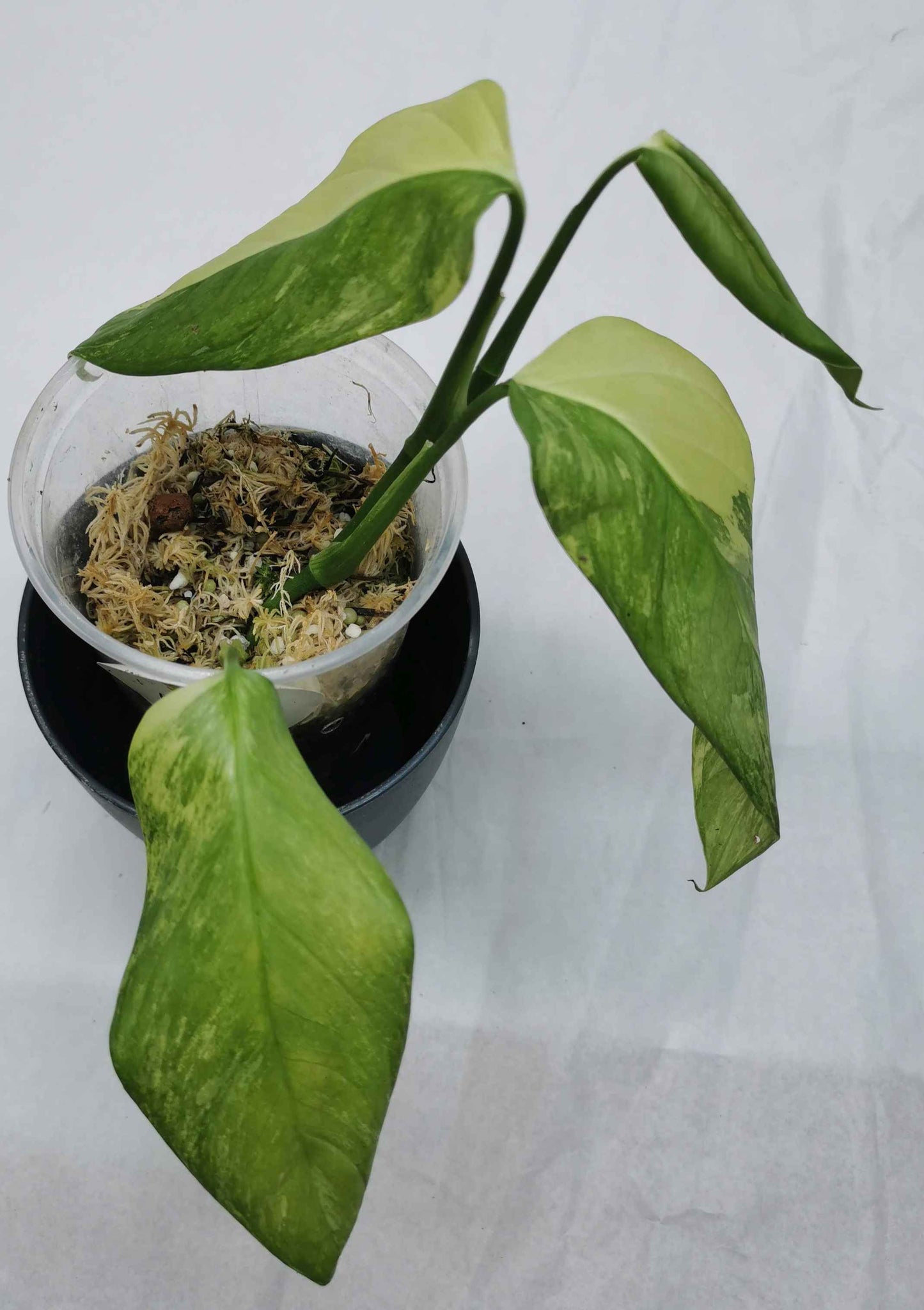 Monstera Obliqua Muyuna Variegated Nr.2