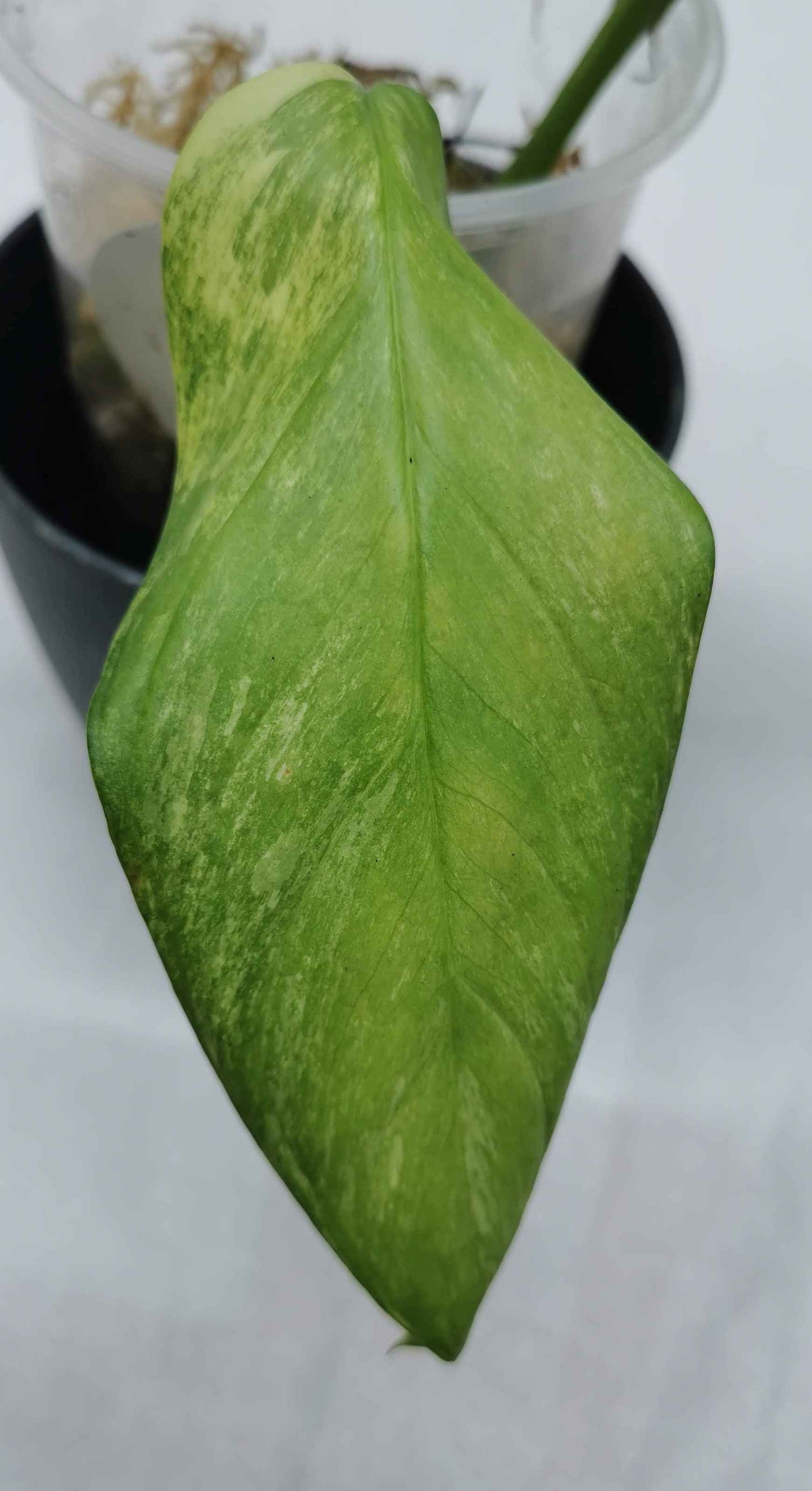 Monstera Obliqua Muyuna Variegated Nr.2